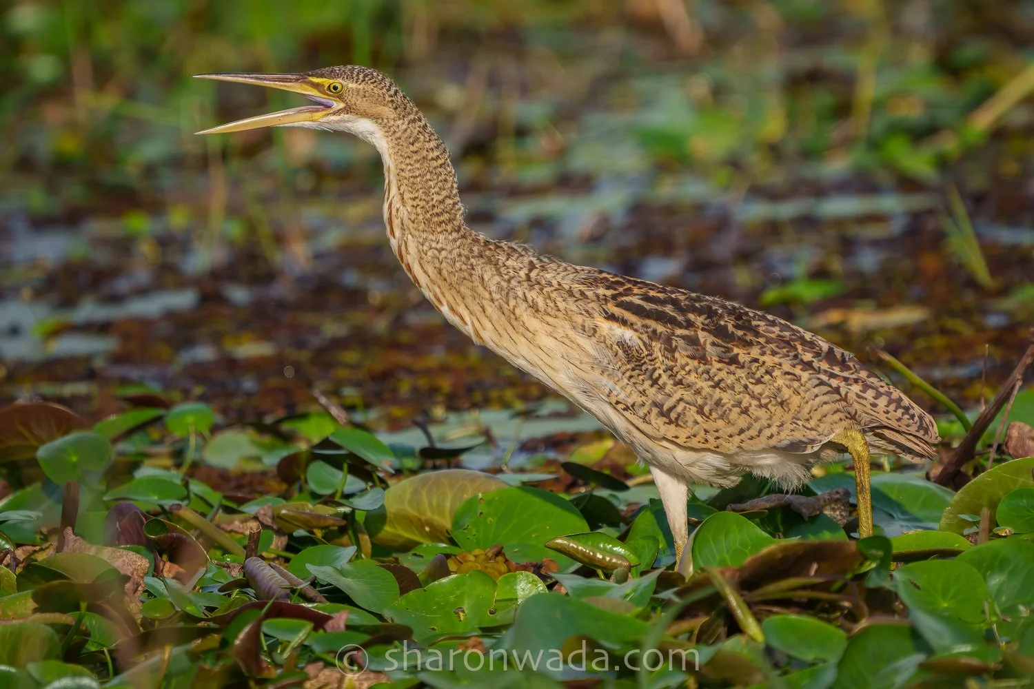 Pinnated Bittern-250504-001.jpg