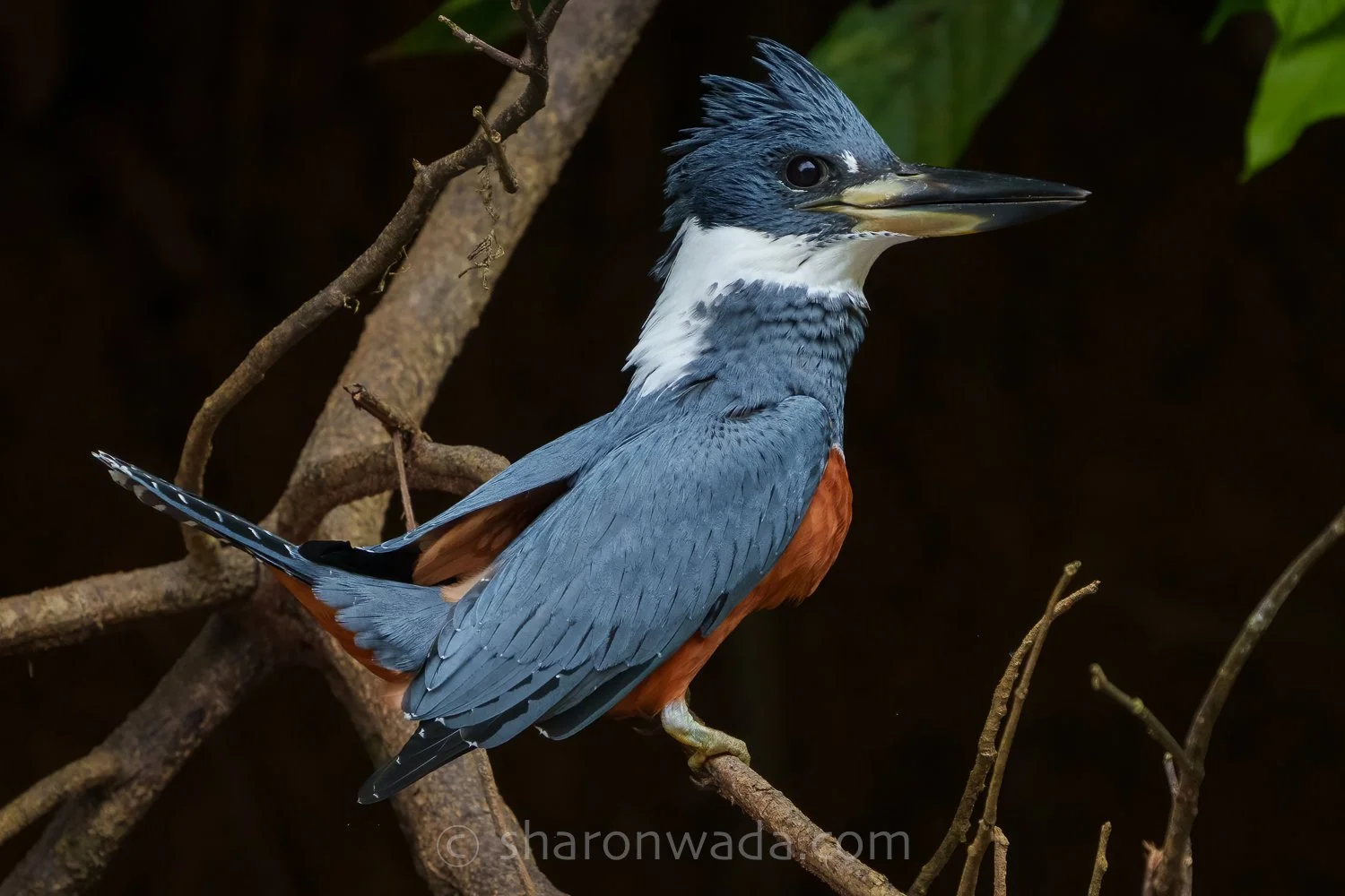 Ringed Kingfisher-250504-001-2.jpg