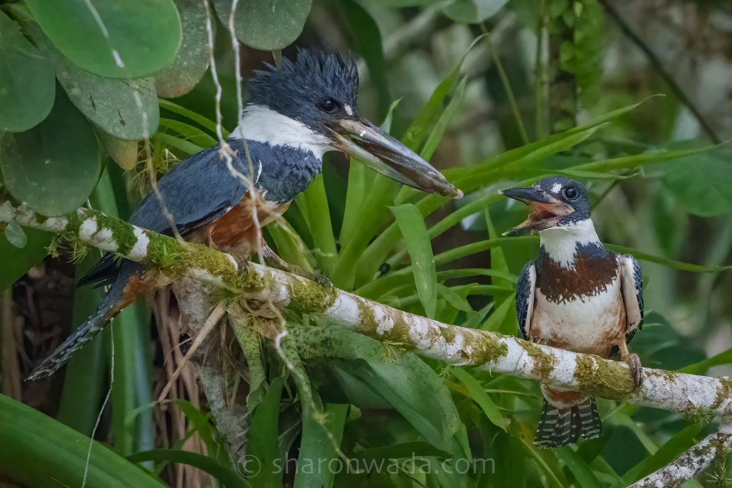Ringed Kingfisher-250504-001.jpg