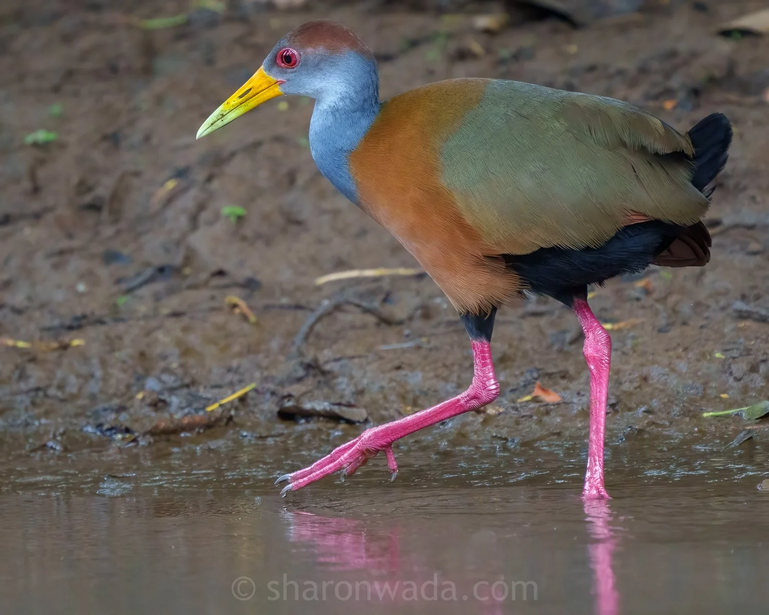 Russet-Naped Wood-Rail-250504-001.jpg