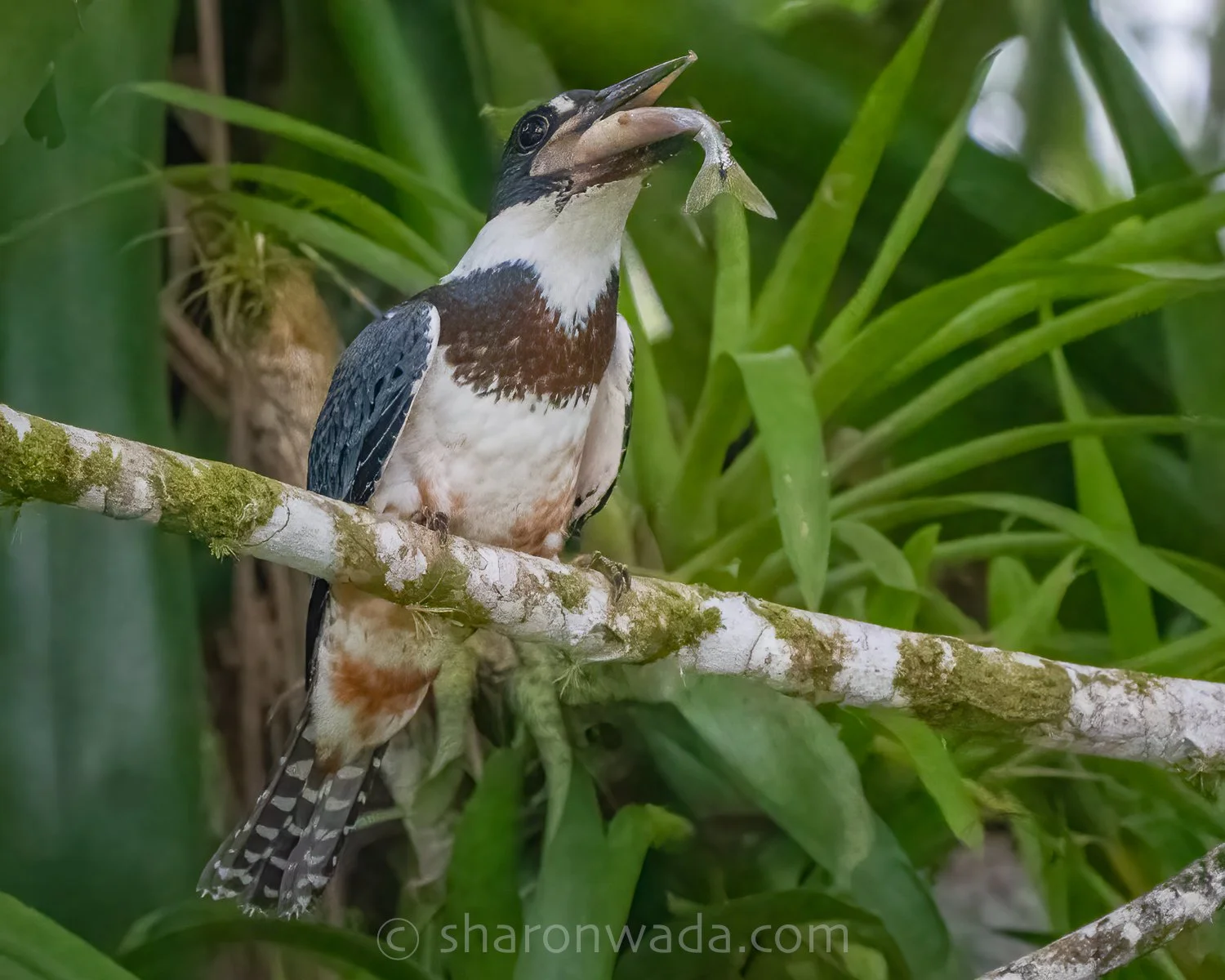 Ringed Kingfisher-baby feeding-250504-001.jpg
