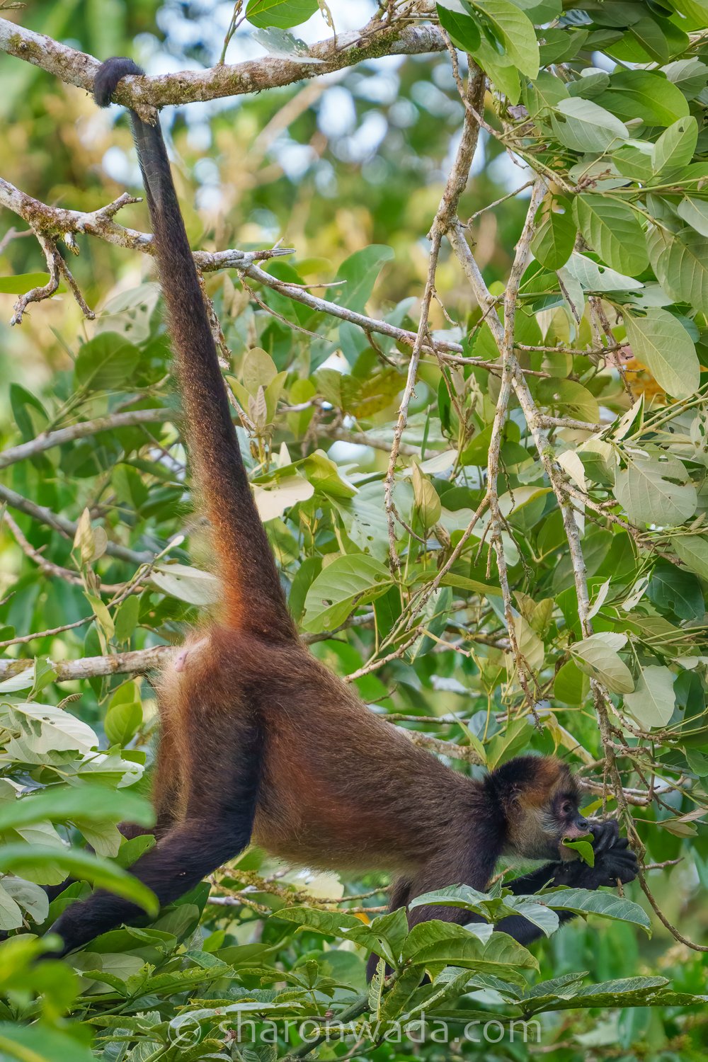 Spider Monkey_Tail Hang-250503-001.jpg