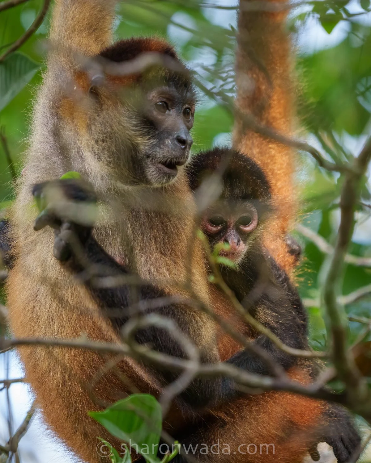 Spider Monkey-250505-001.jpg