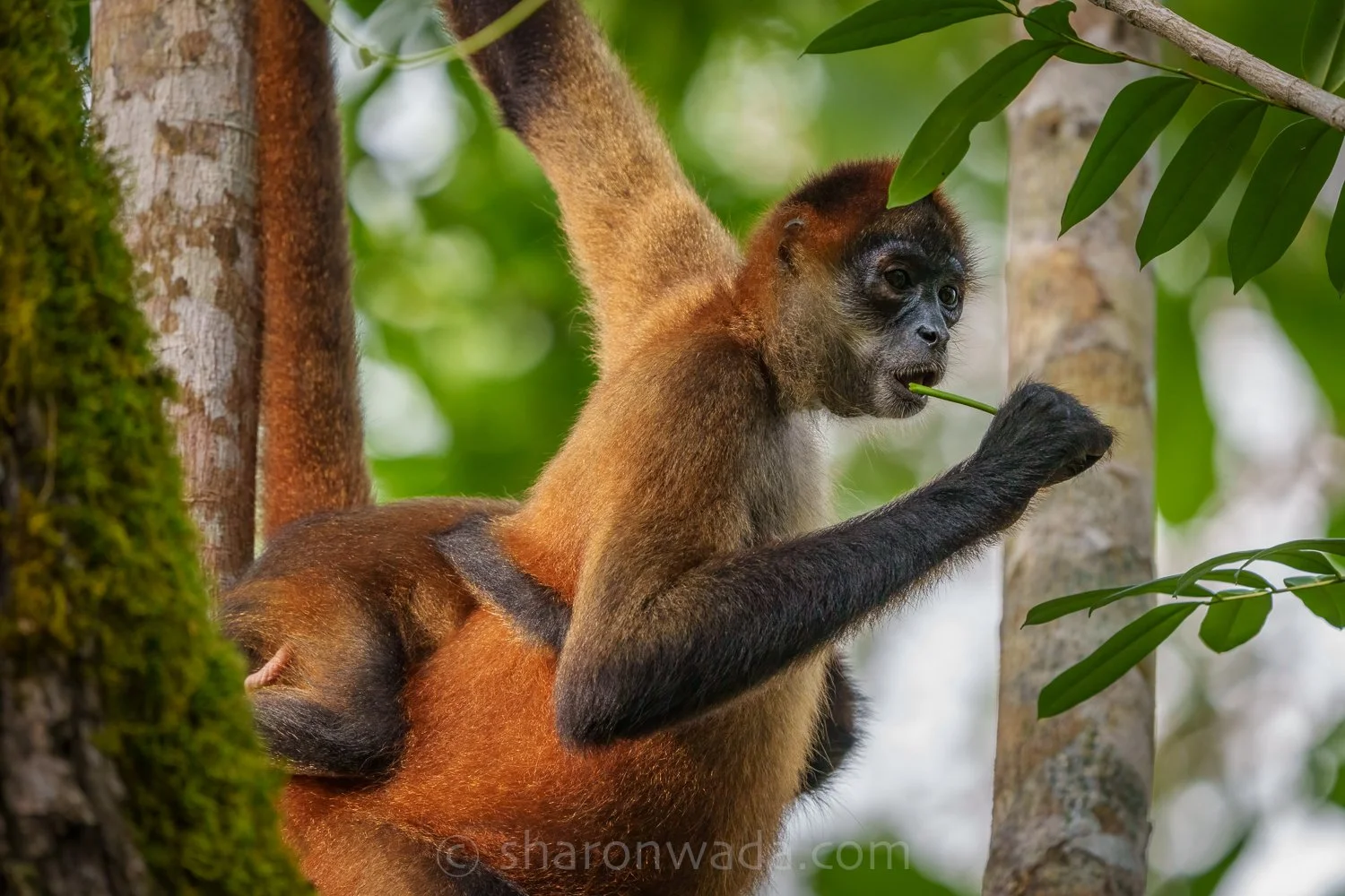 Spider Monkey-250505-002.jpg