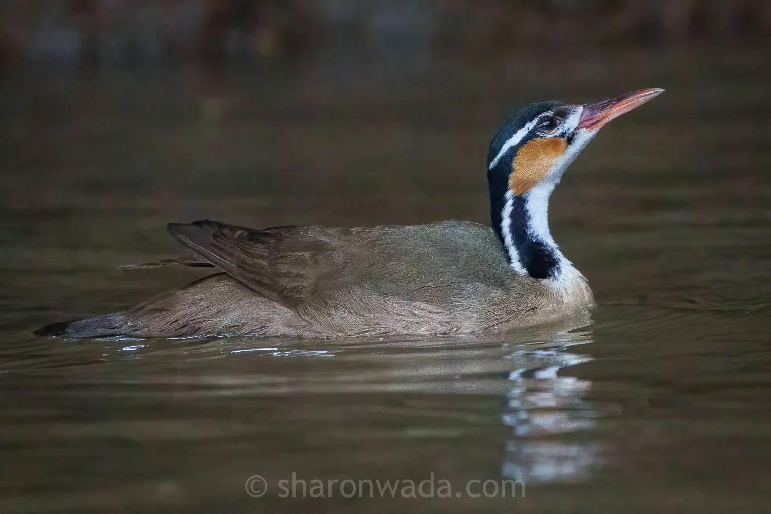 Sungrebe-250504-001.jpg