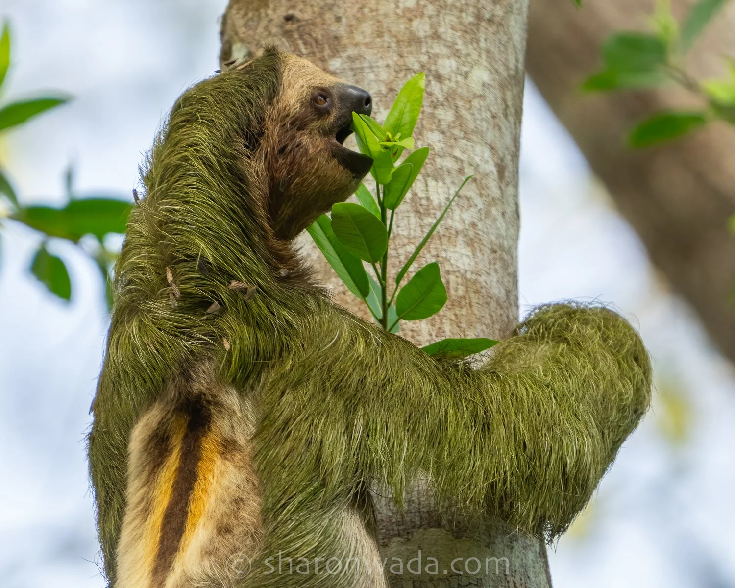 Three-Toed Sloth-foraging-250505-001.jpg