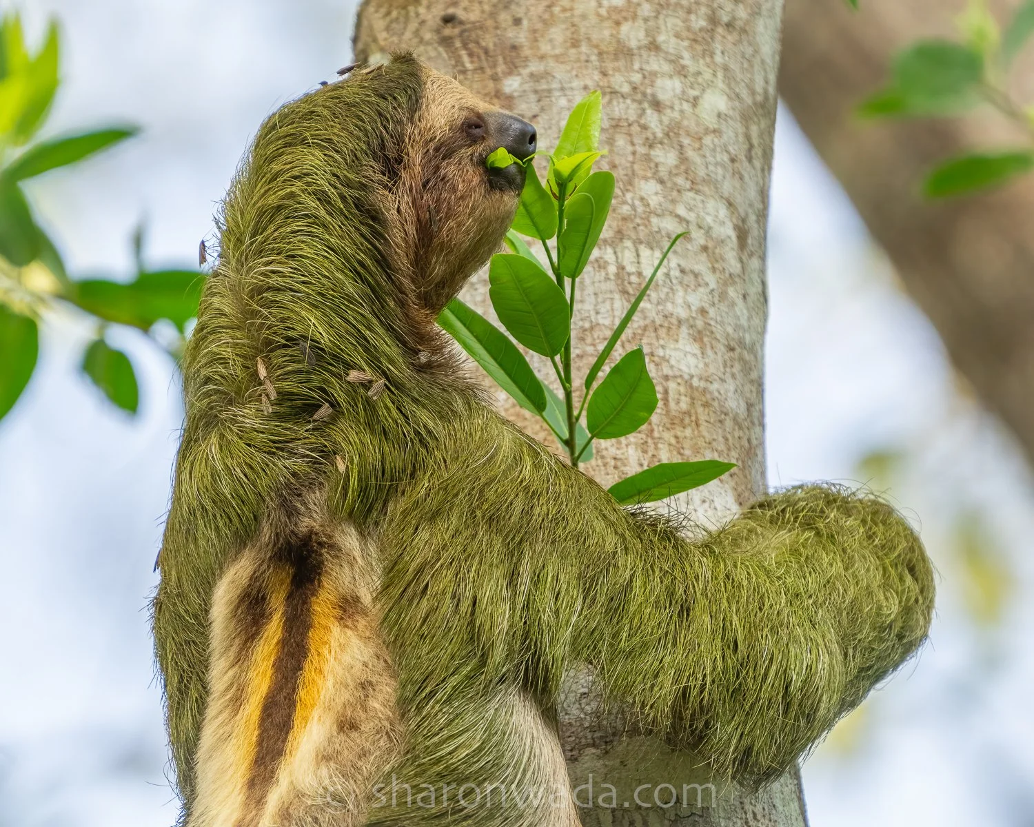 Three-Toed Sloth-foraging-250505-002.jpg
