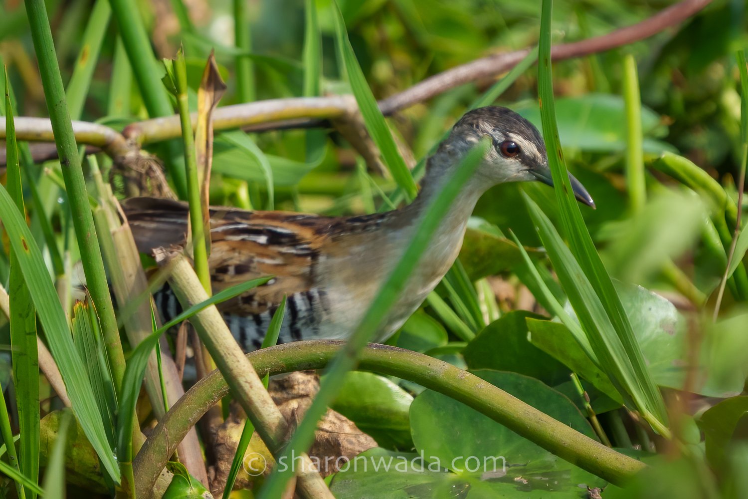 Yellow-Breasted Crake-250504-001.jpg