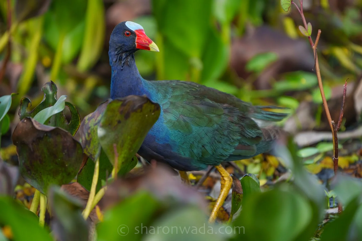 Purple Gallinule-250504-001.jpg