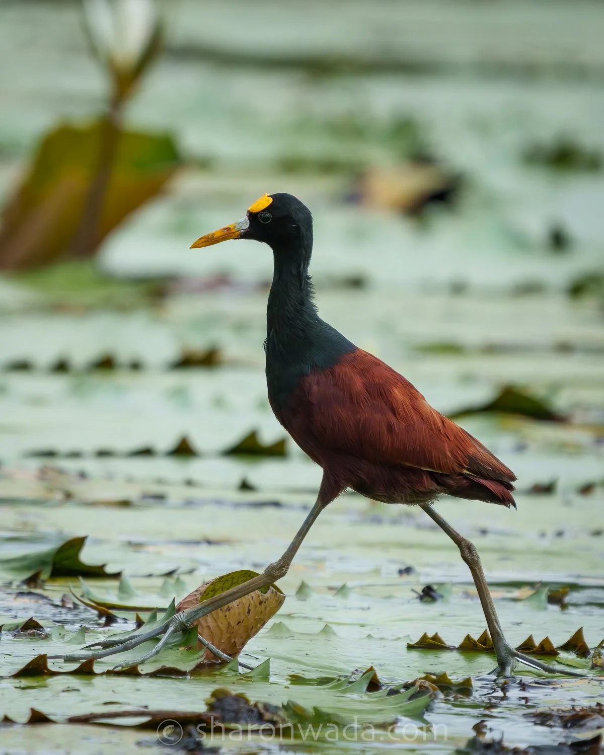 Northern Jacana-250504-001-2.jpg