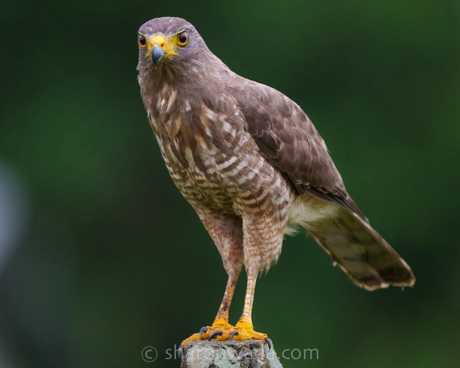 Roadside Hawk-250504-001-2.jpg