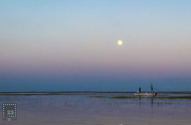 I wasn&rsquo;t the only one scanning the #floodtide waters during this #supermoon on the hunt for #redfishonthefly. Gorgeous evening. This picture was my best catch and I&rsquo;m ok with that. #wilmingtonnc #lovewhereyoulive #saltwaterflyfishing