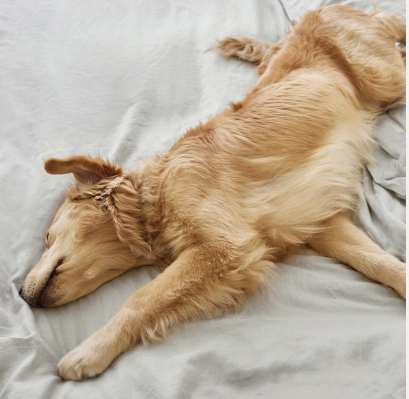 Dog for tile .png