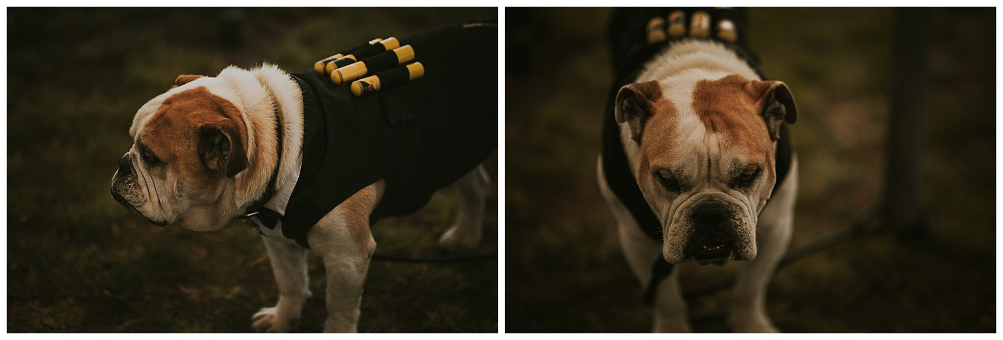 Napier Wedding Photographer -13.jpg