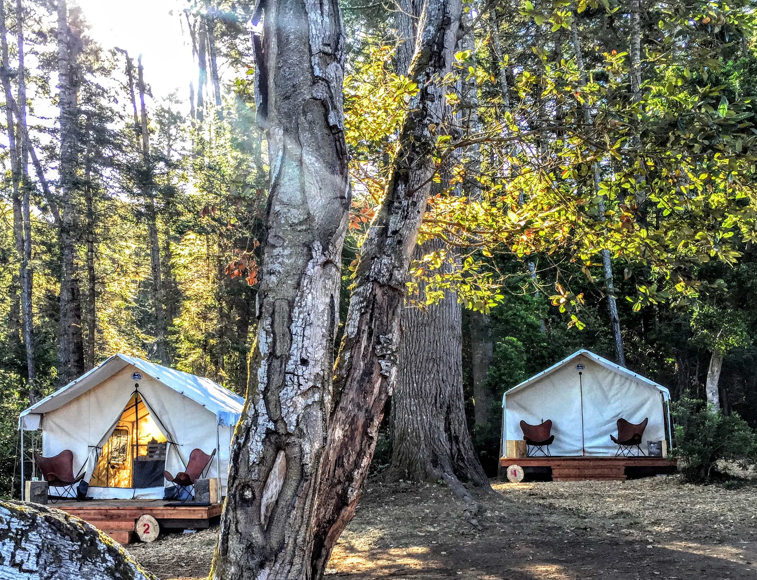 The tents sit among sunlit trees on a clear forest morning at Mendocino Grove.