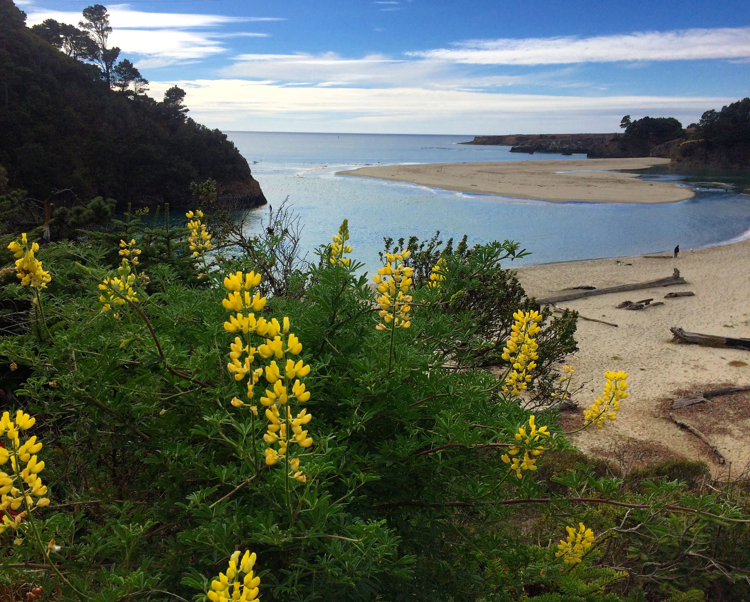 Beaches & Rivers — Mendocino Grove