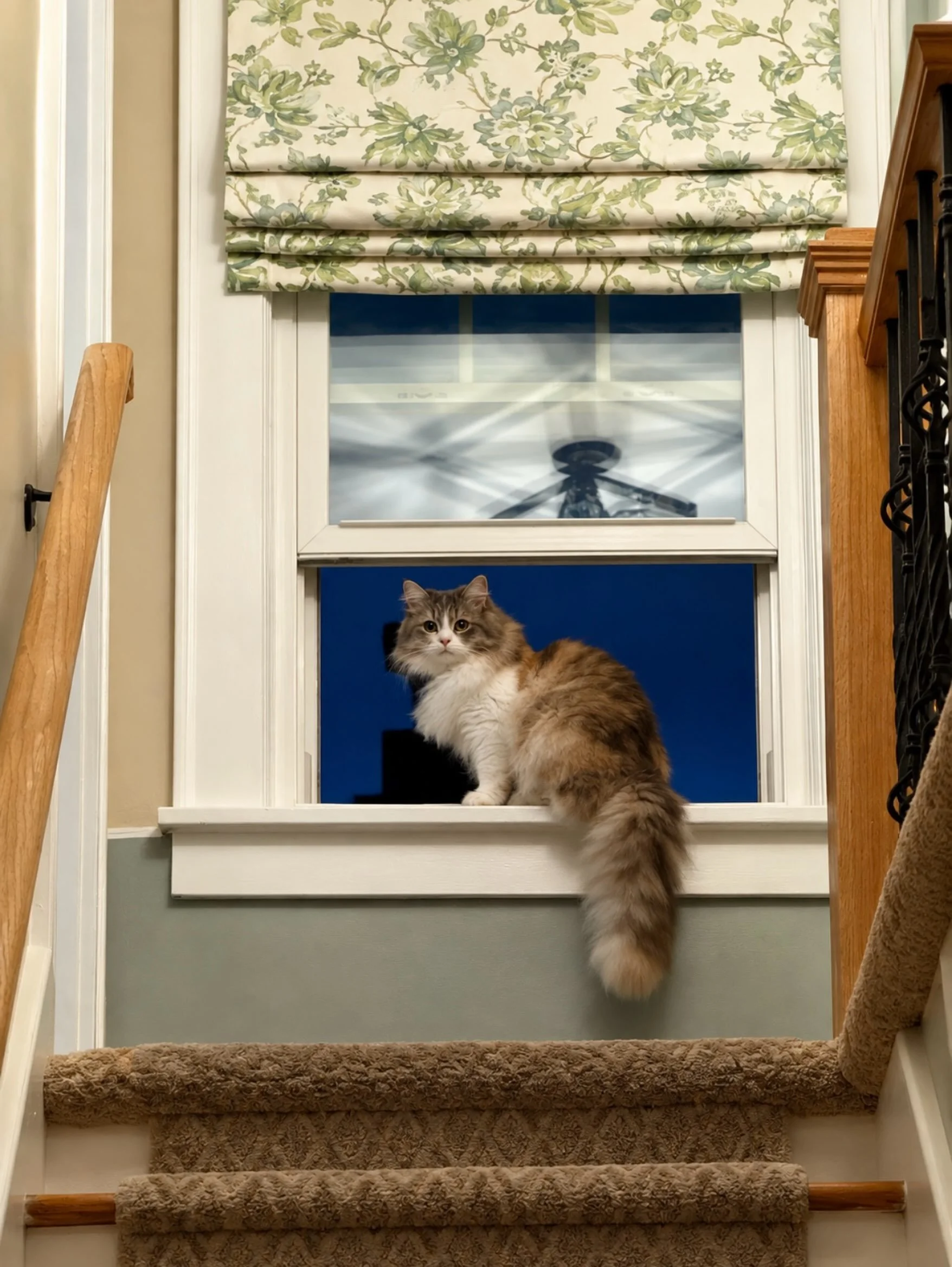 I took this pic of my kitty today because she looked so pretty sitting up there... then I realized my shade is also in the picture. 🥰 #romanshades #romanshade #etsyshop#siberiancats