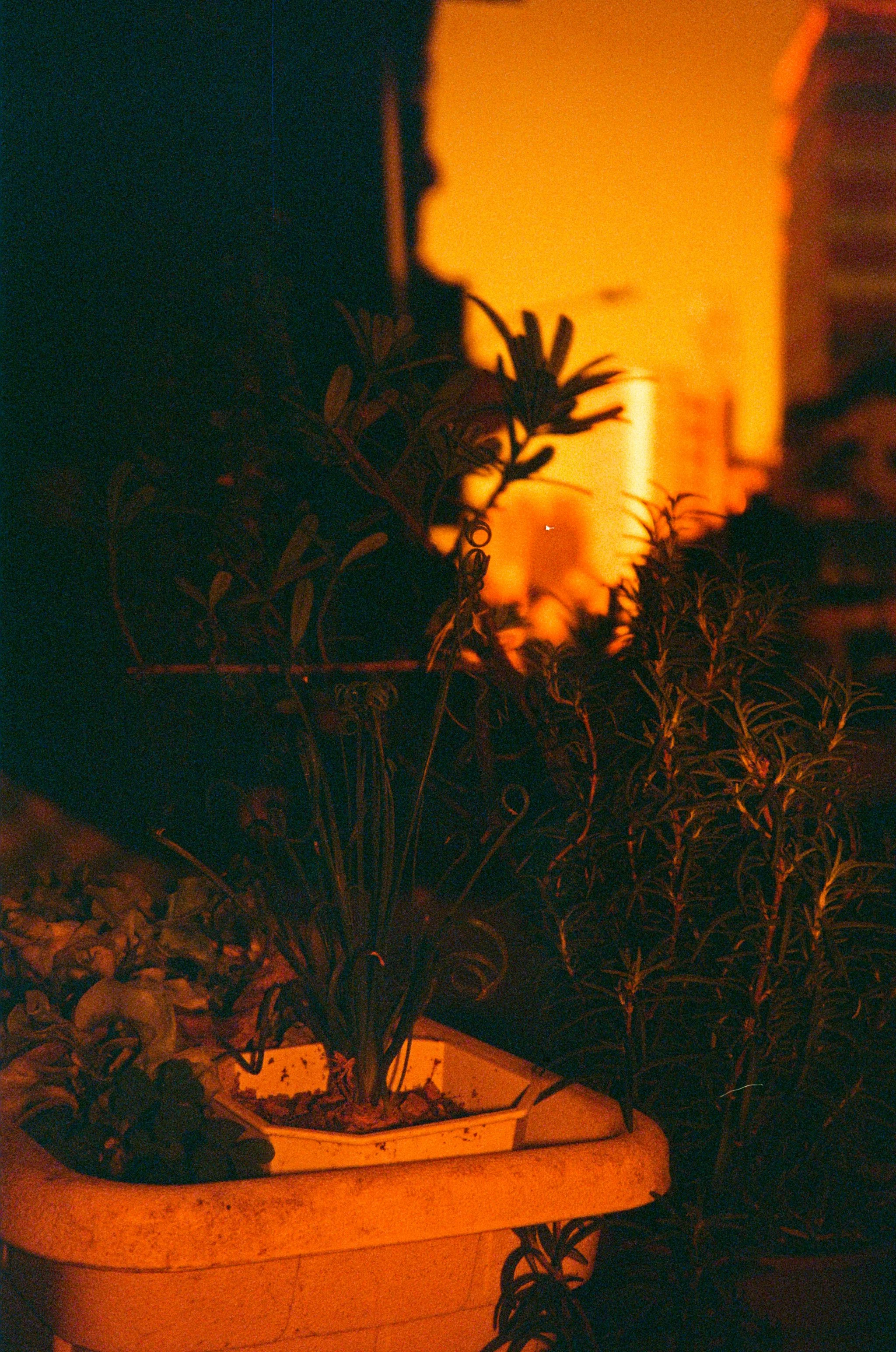 Redscale Film 2026 -03.jpg