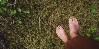 earthing sc.jpeg