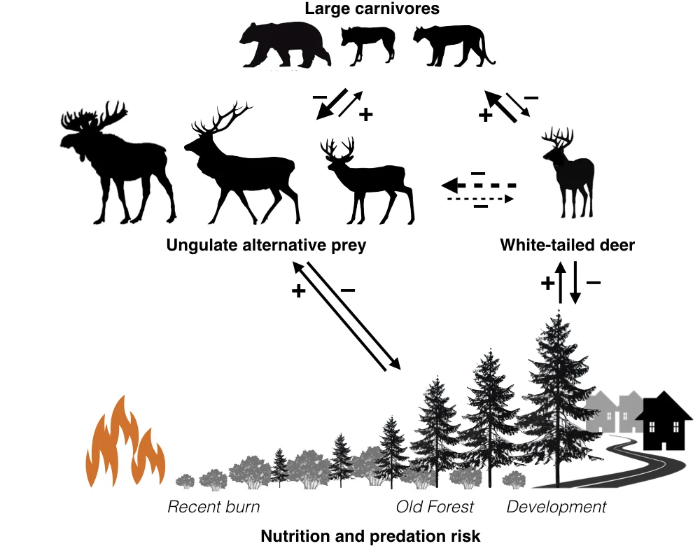 Landscape disturbance may be affecting carnivore-ungulate dynamics through multiple pathways, including via nutrition, apparent competition, and resulting predation risk.