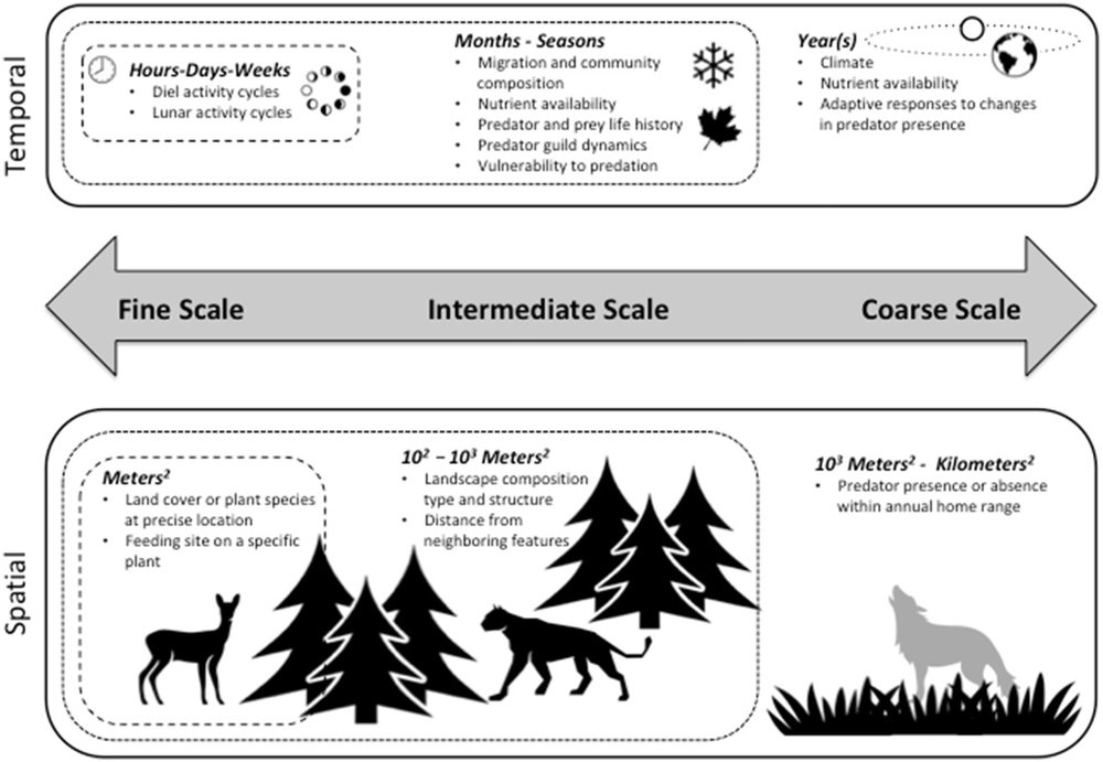  Fig. 2.&nbsp;Both temporal (top) and spatial (bottom) scales of risk effects may be considered along a continuum ranging from fine scale to coarse scale, the extent and resolution of which will vary depending on the study system and species. The spa