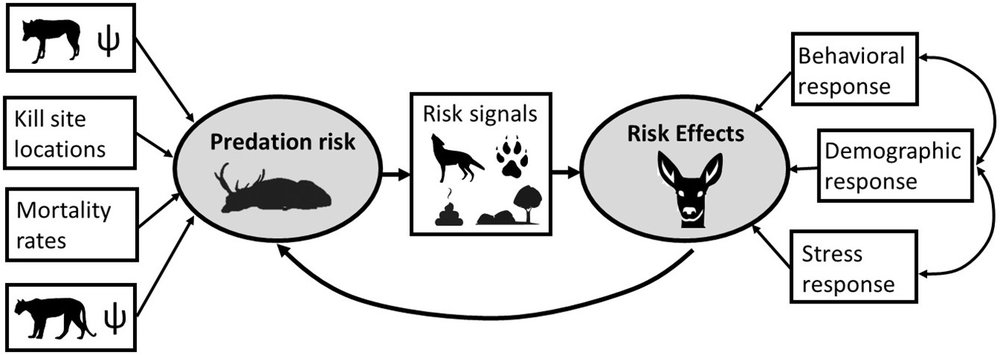  Fig. 3.&nbsp;Example of a structural equation model (SEM) approach that could be used to tease apart multiple facets of&nbsp; predation &nbsp;risk and risk effects. Unmeasurable latent variables are shown in grey ovals, and measurable indicator vari