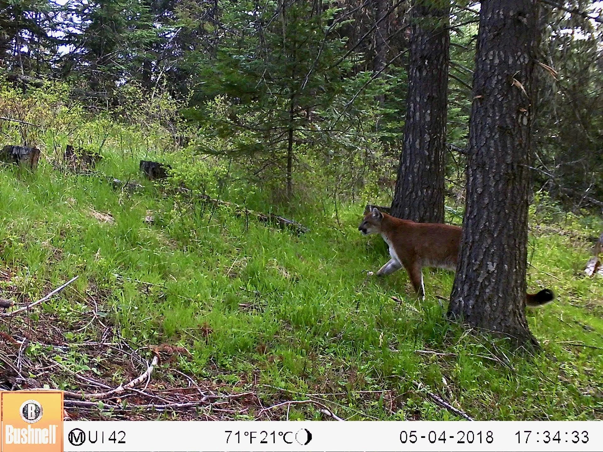 What would it take to restore cougars in the eastern US?