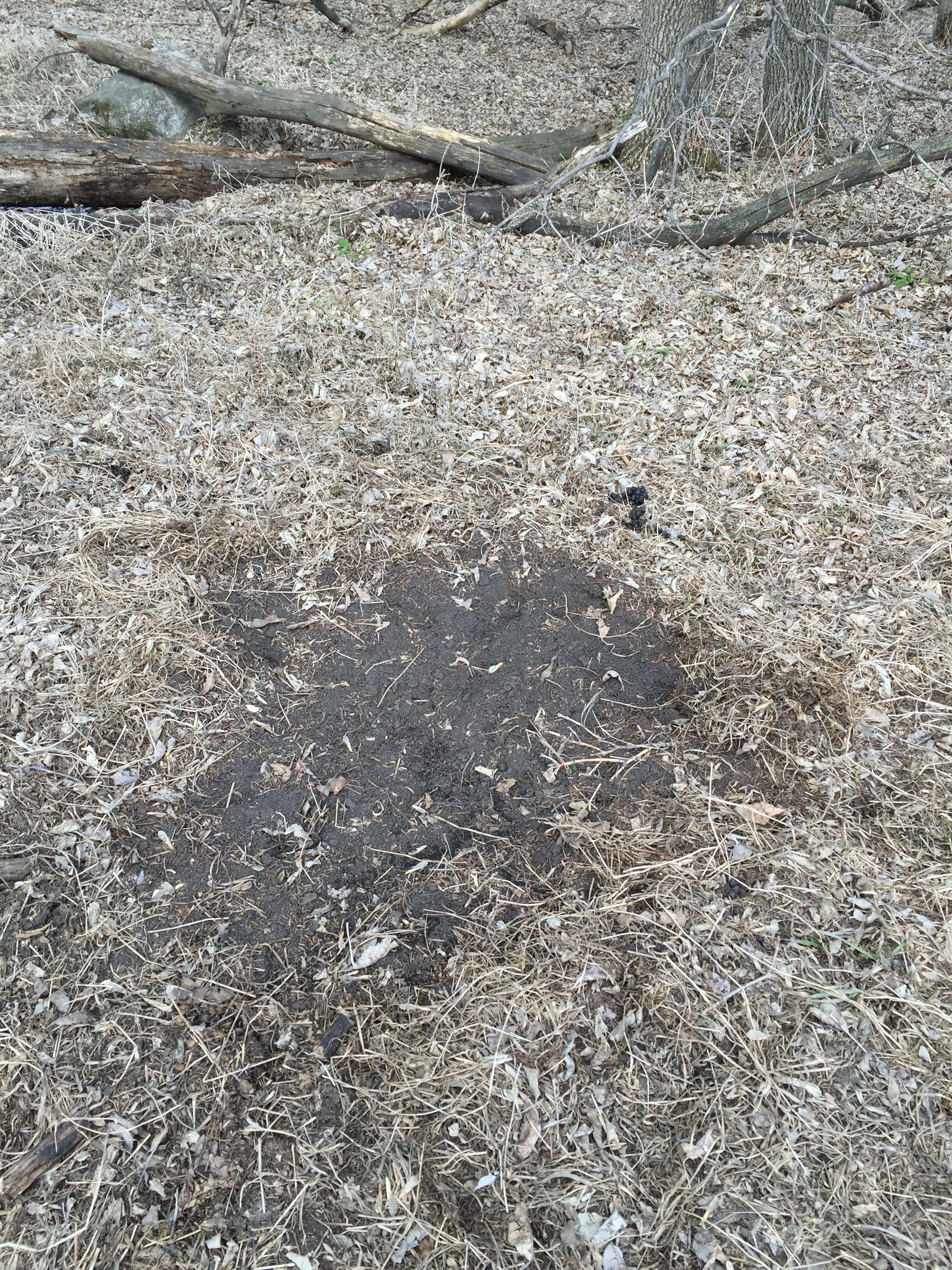 A good size scrape near a cluster of rubs