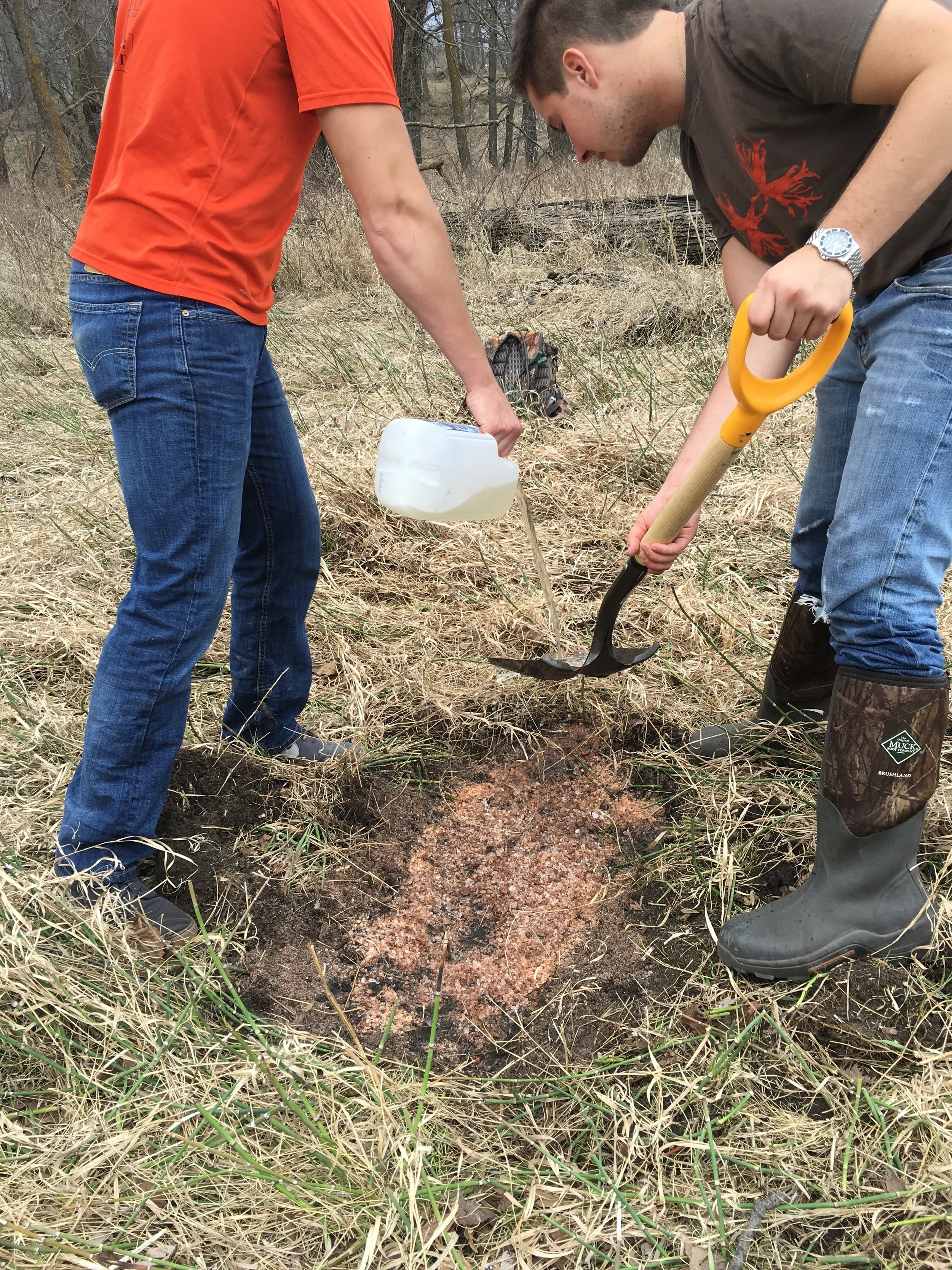 Springing for Whitetails