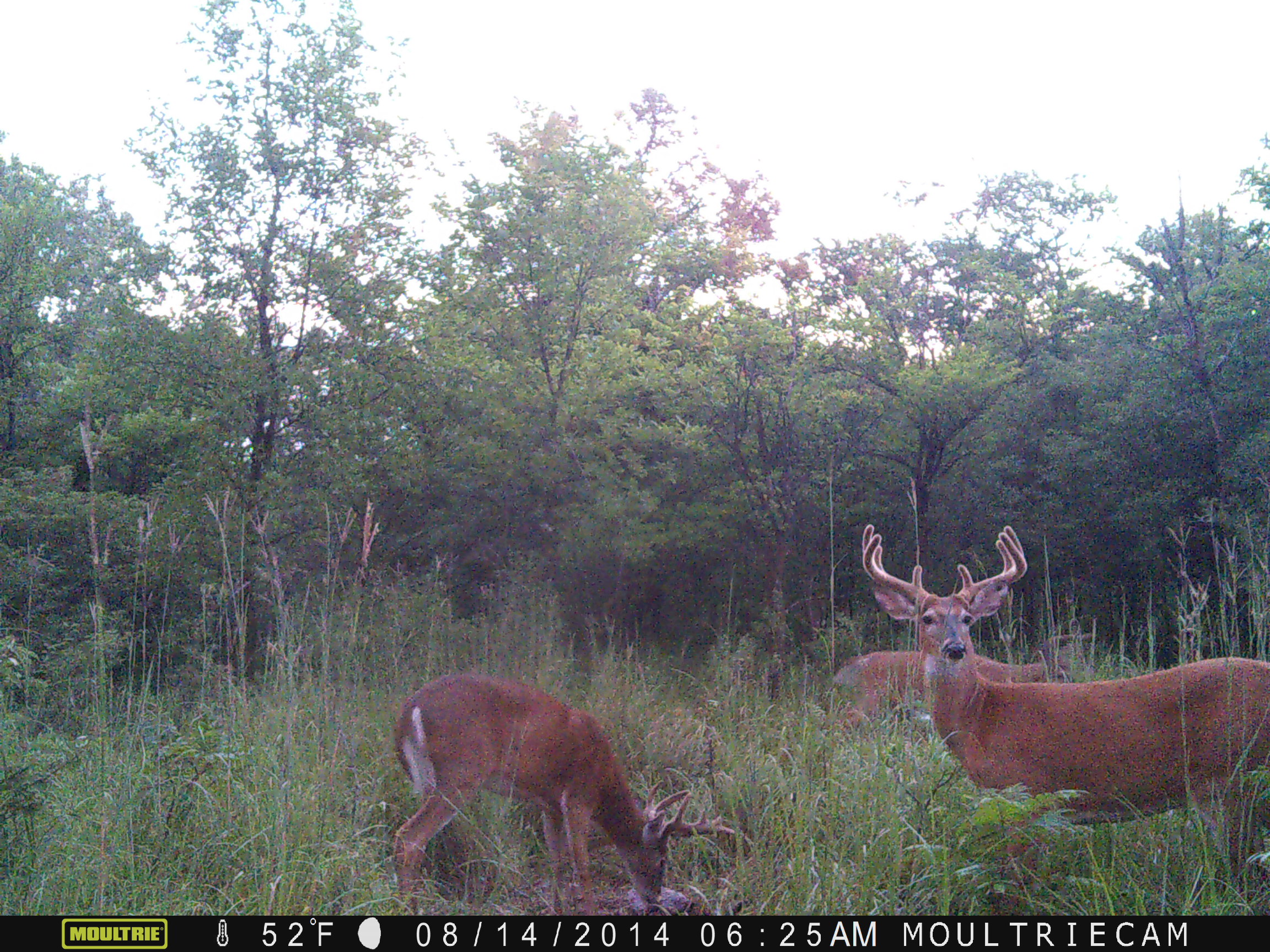 A nice bachelor group of bucks that were regulars 