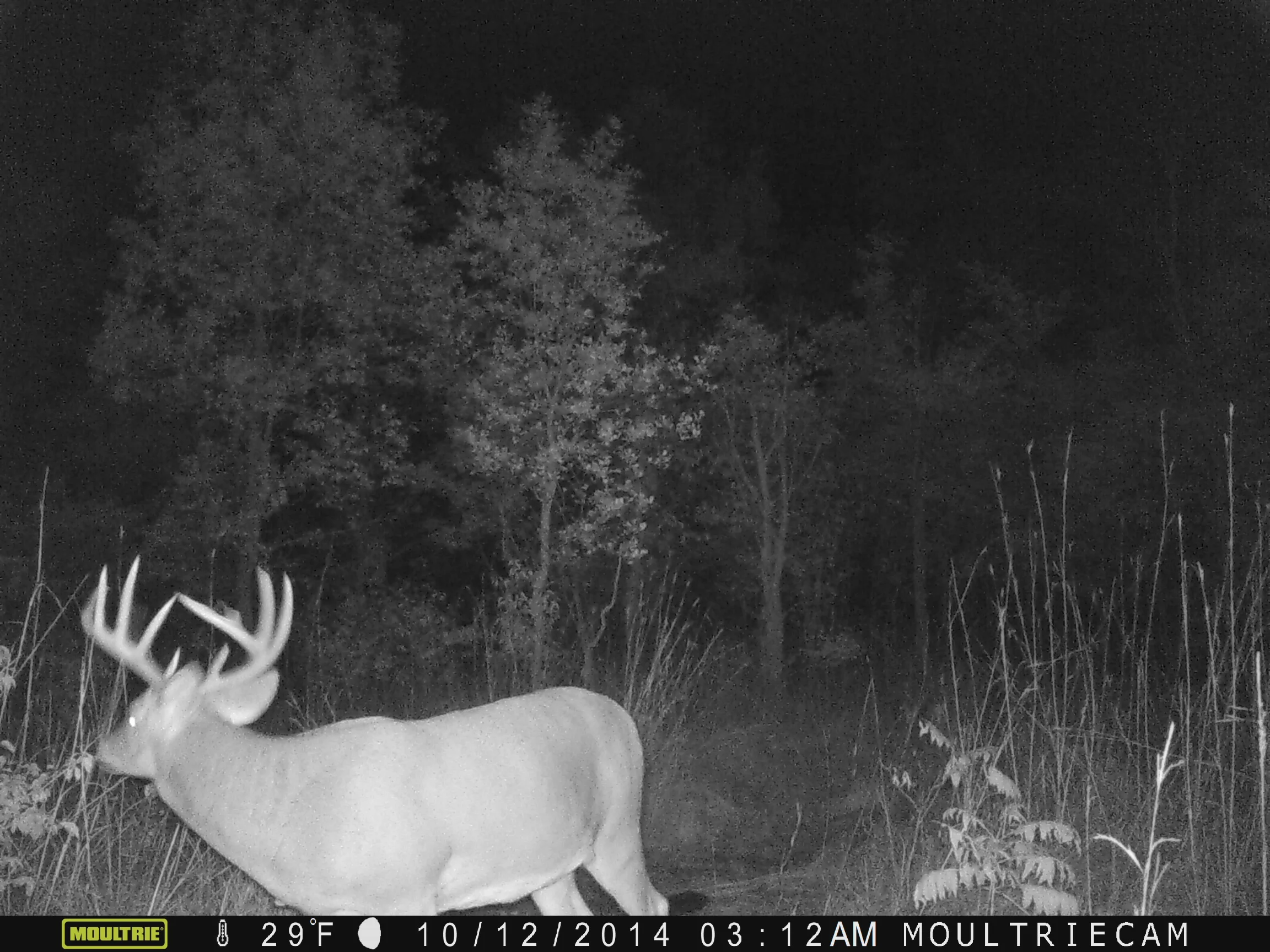 Our number one hit list buck that I had an encounter with November 1, 2014.