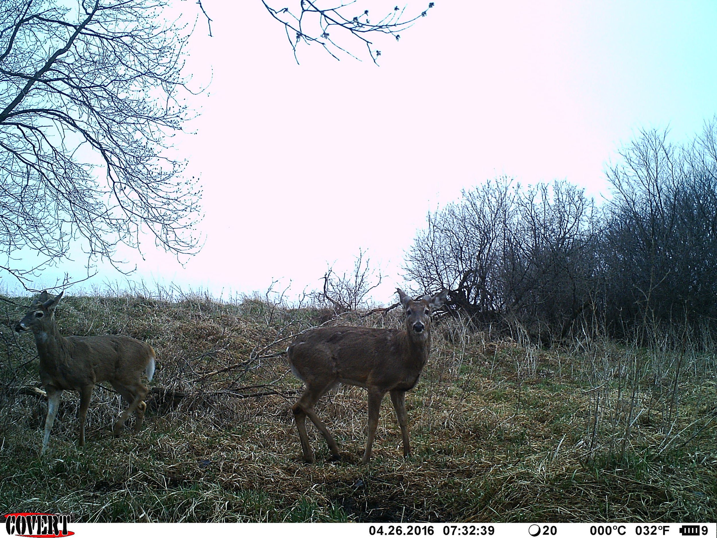 Two bucks hitting a fresh mineral site. 