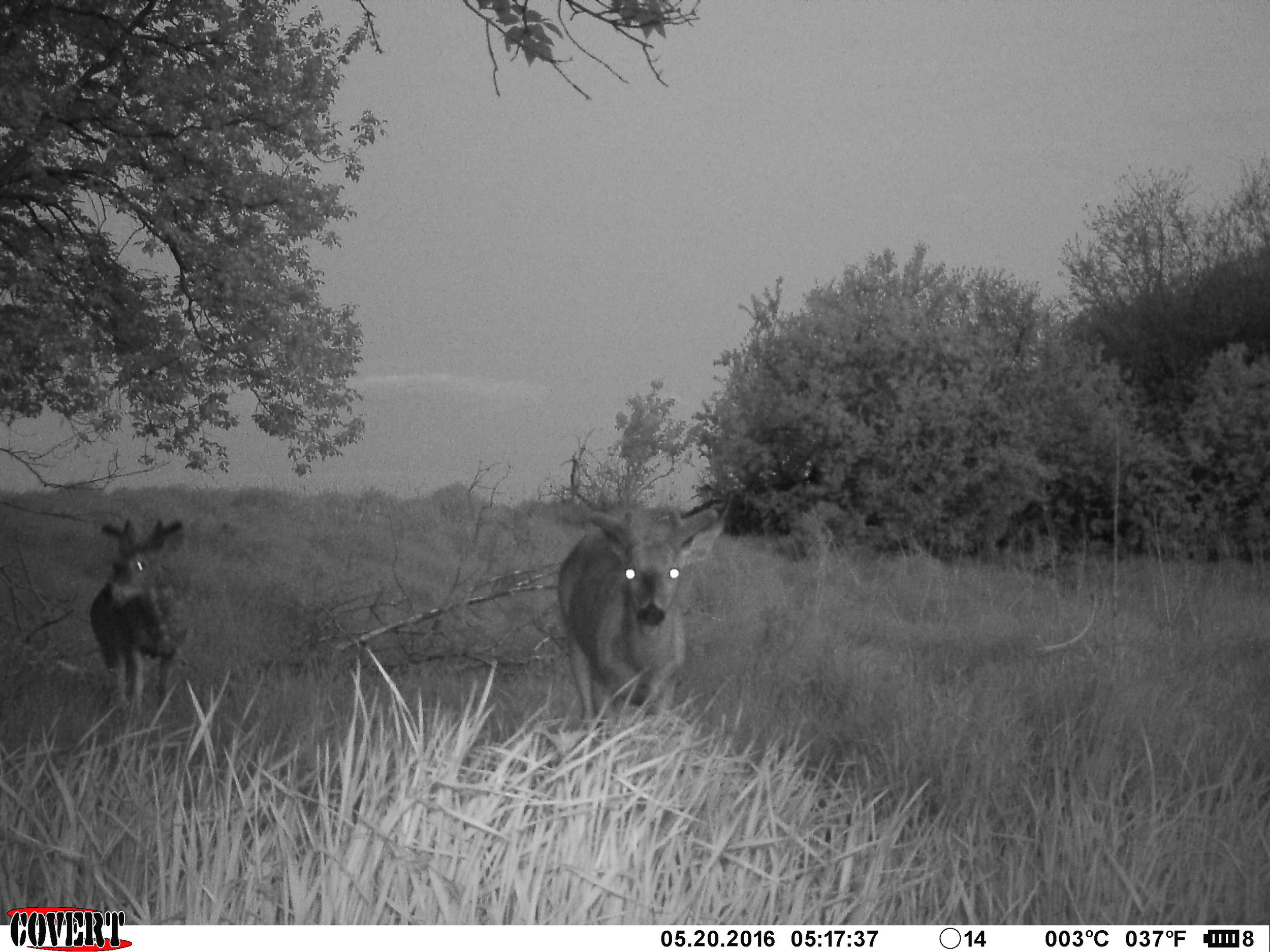A recent trail camera picture of two bucks hitting a mineral site. 