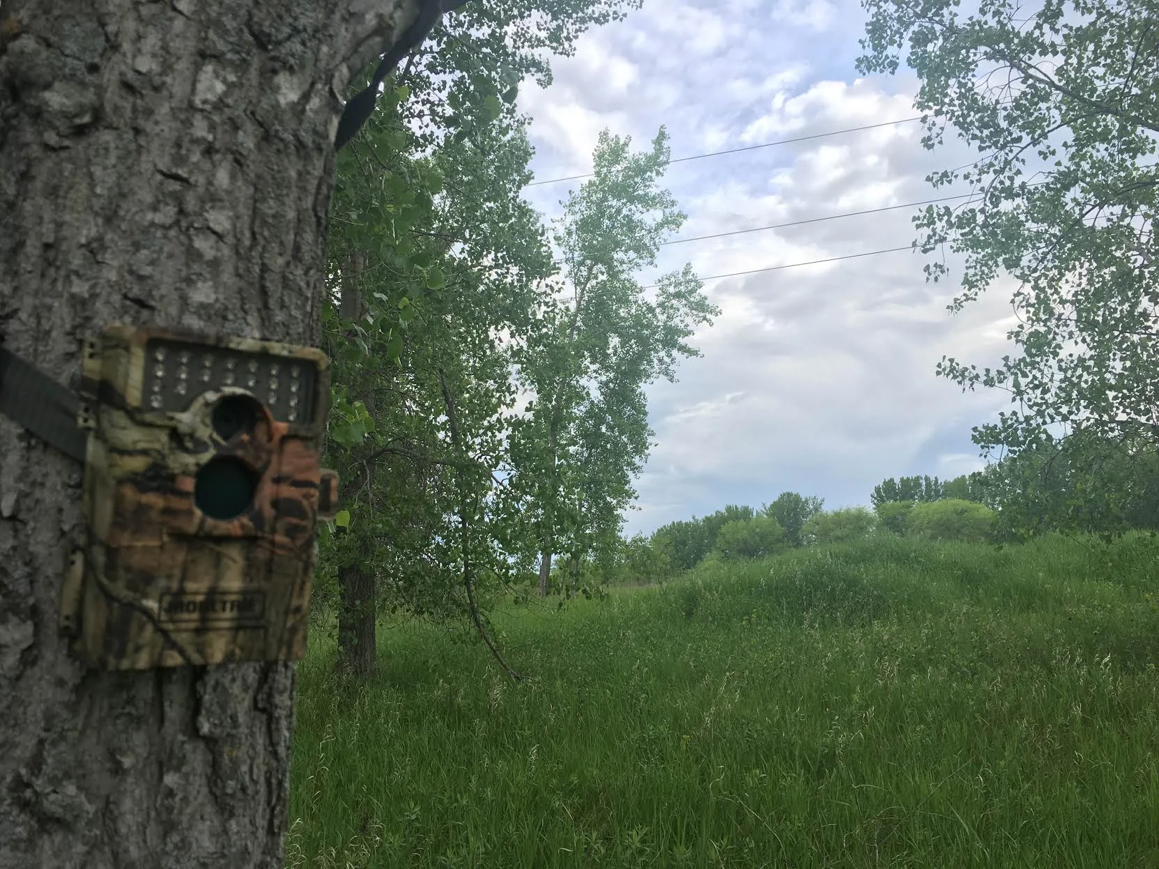 Trail Camera Management