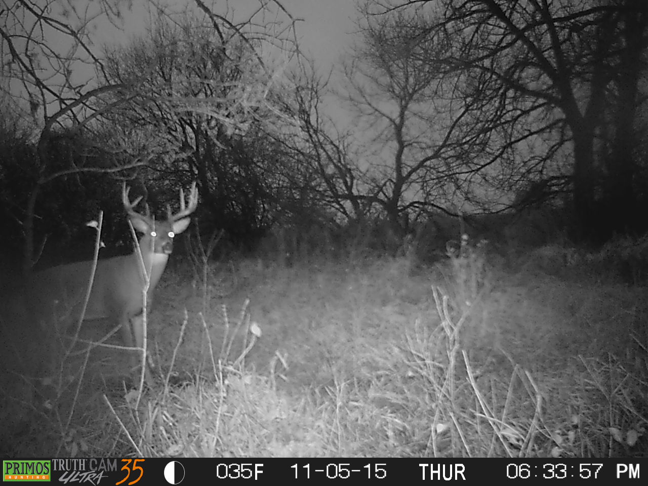 A buck that I will be after the first week of November if I still have a tag in hand. 