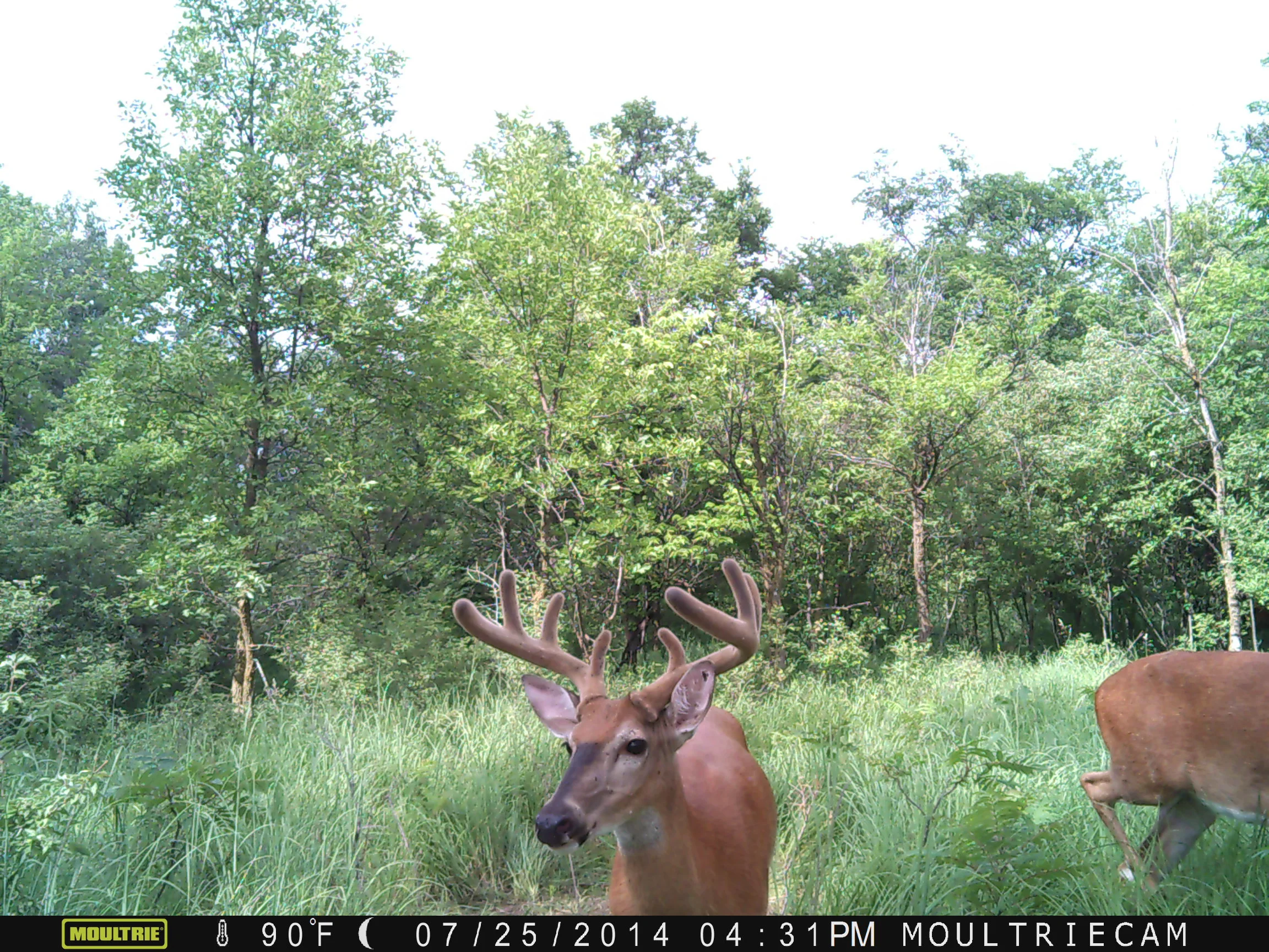 Quick Read: Determining A Shooter Buck 