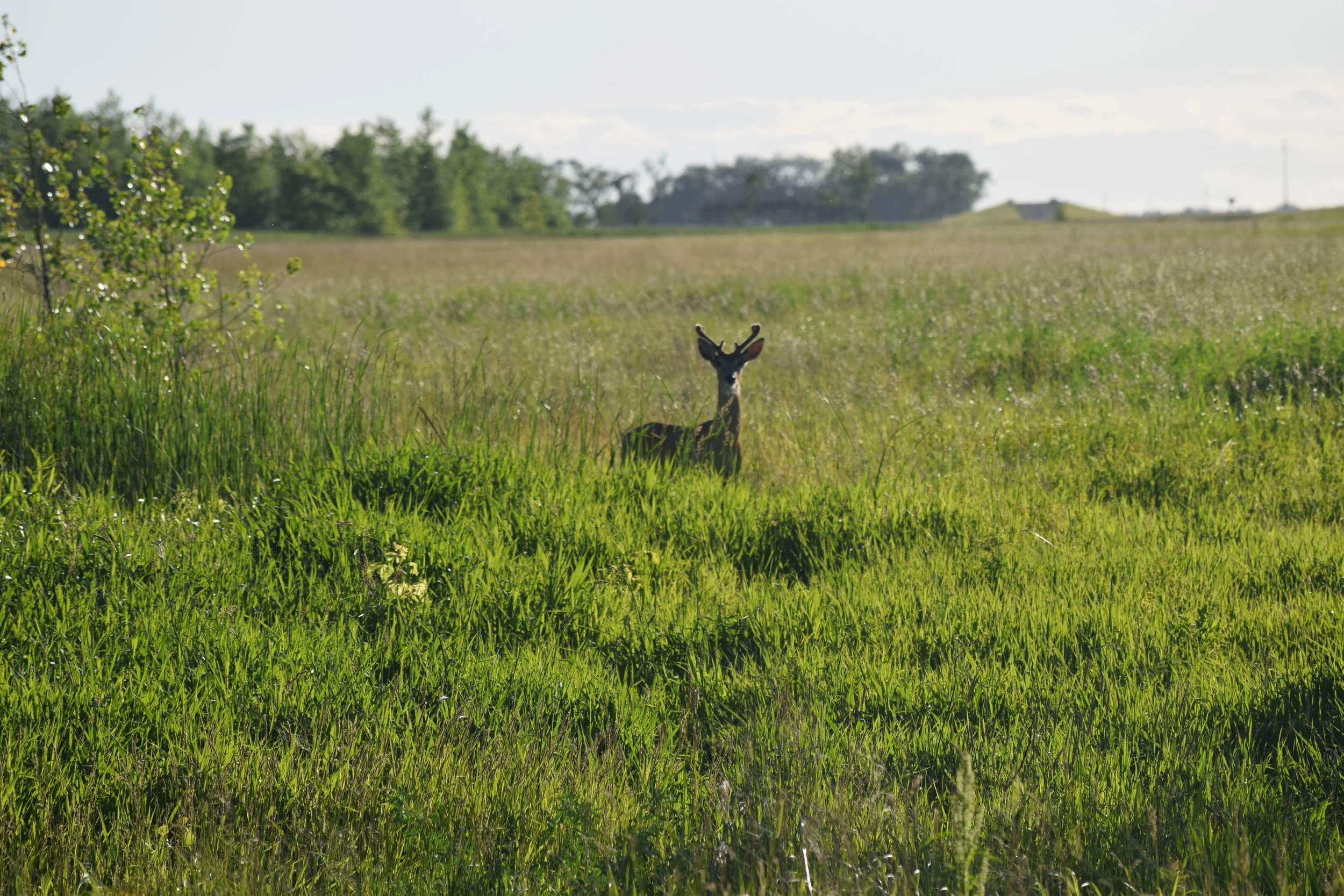 Inventory Bucks | Late Summer Scrapes 
