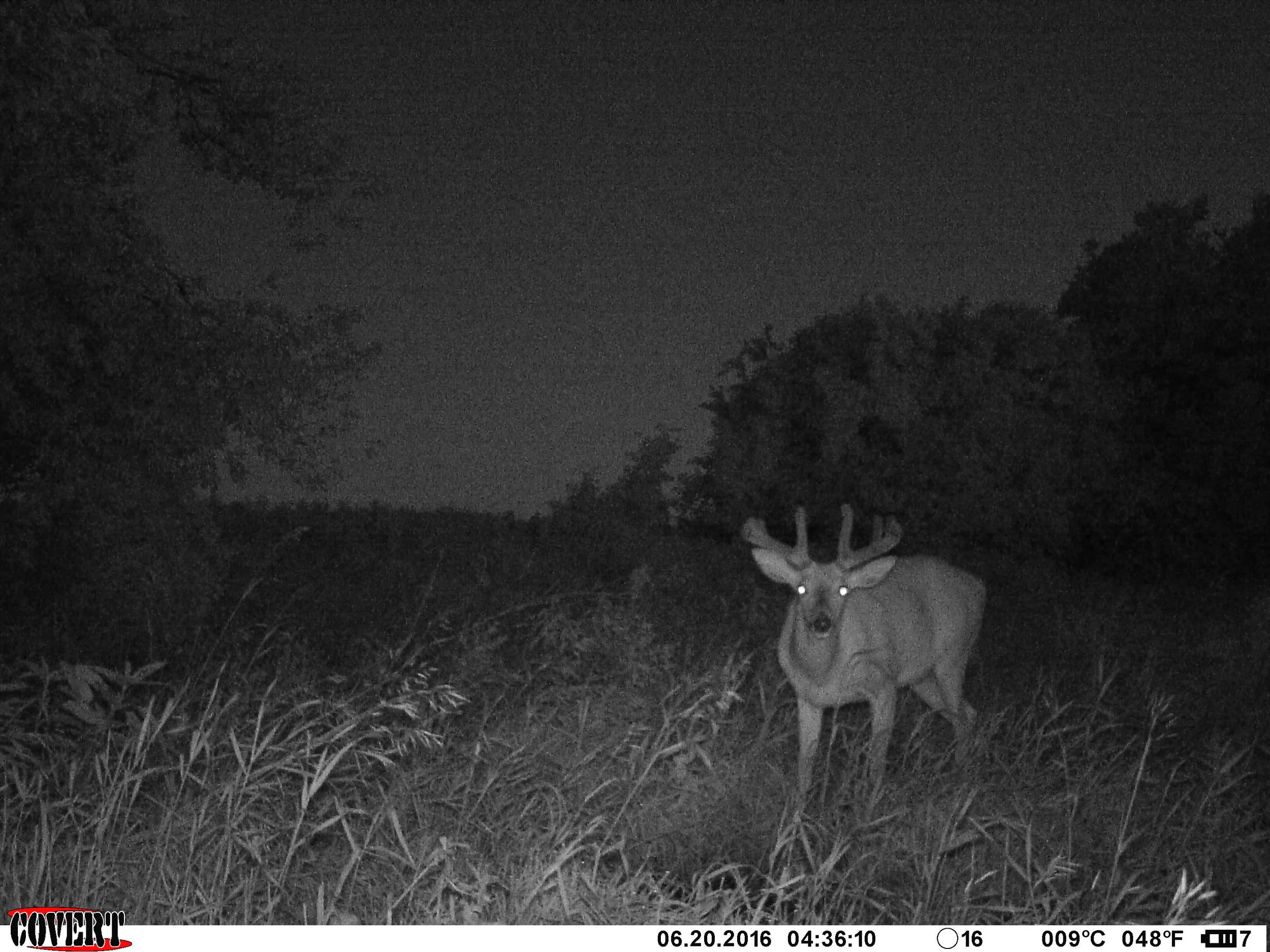 Trail Cameras & Inventory | WhitetailDNA Vlog 