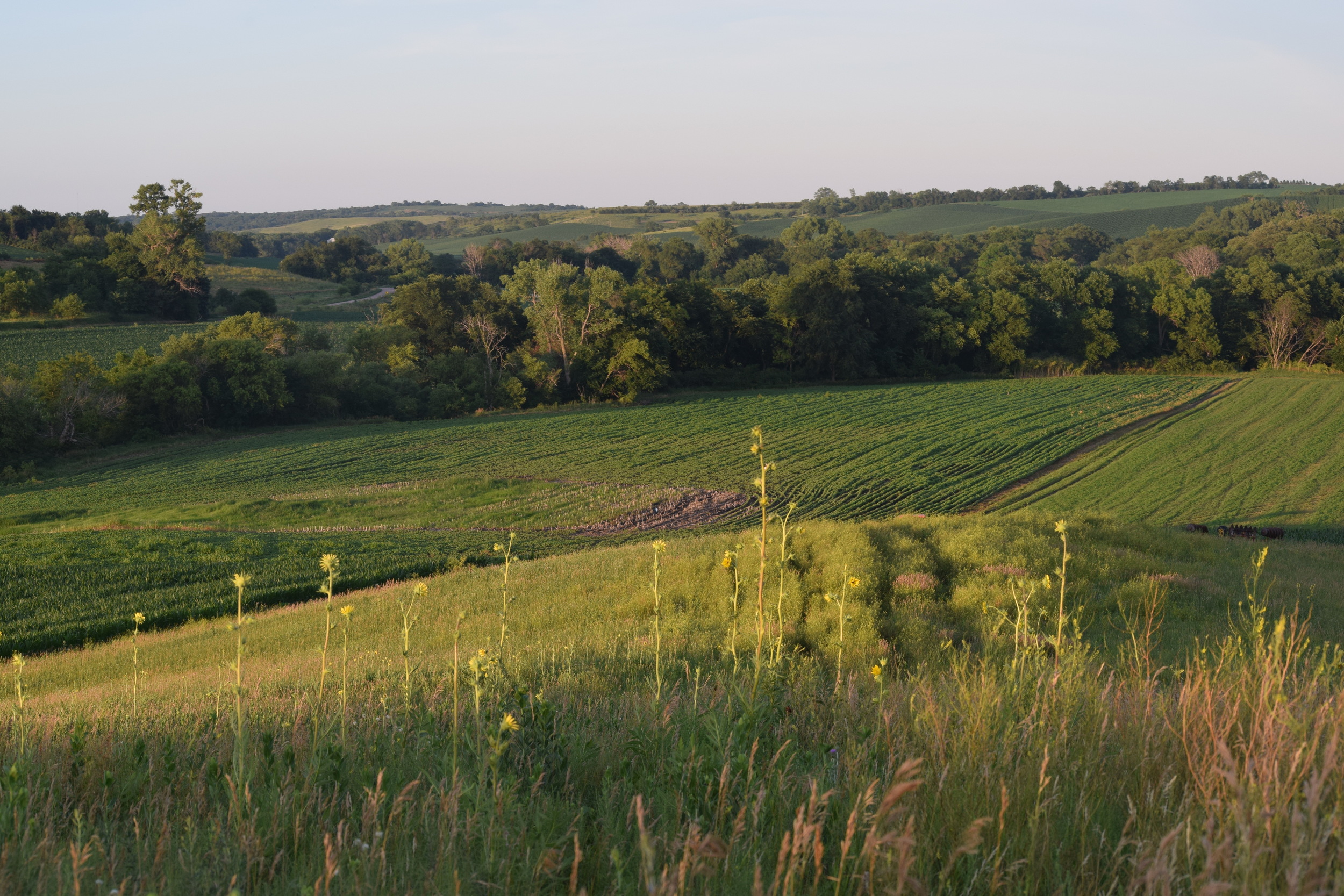 I had high hopes of this secluded bean field being a food source for a mature buck. 