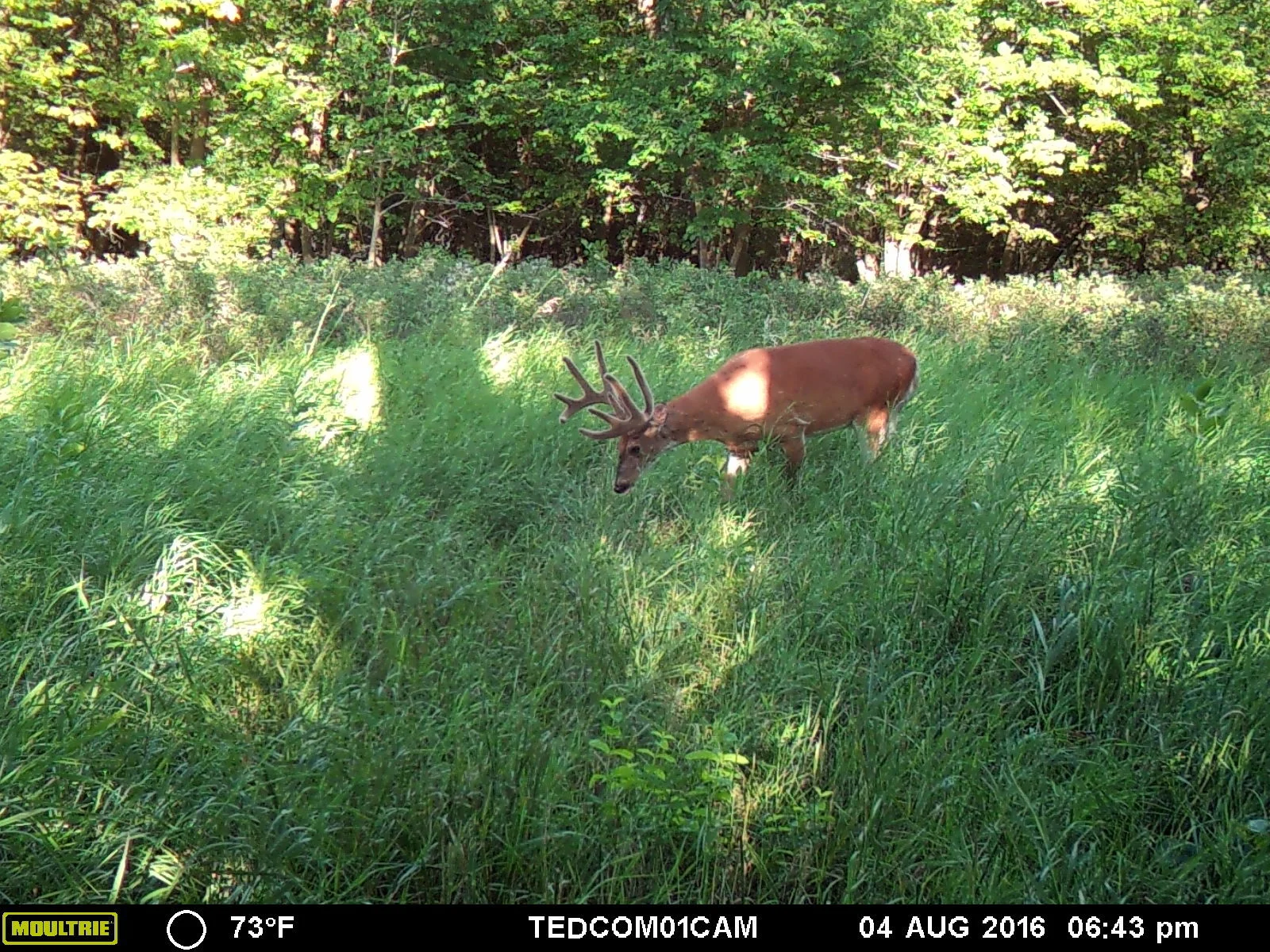 The last couple pictures we have of the buck "Kobe". 