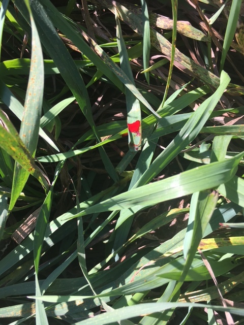 After following blood like this for close to 500 yards, I deemed the shot not fatal. 