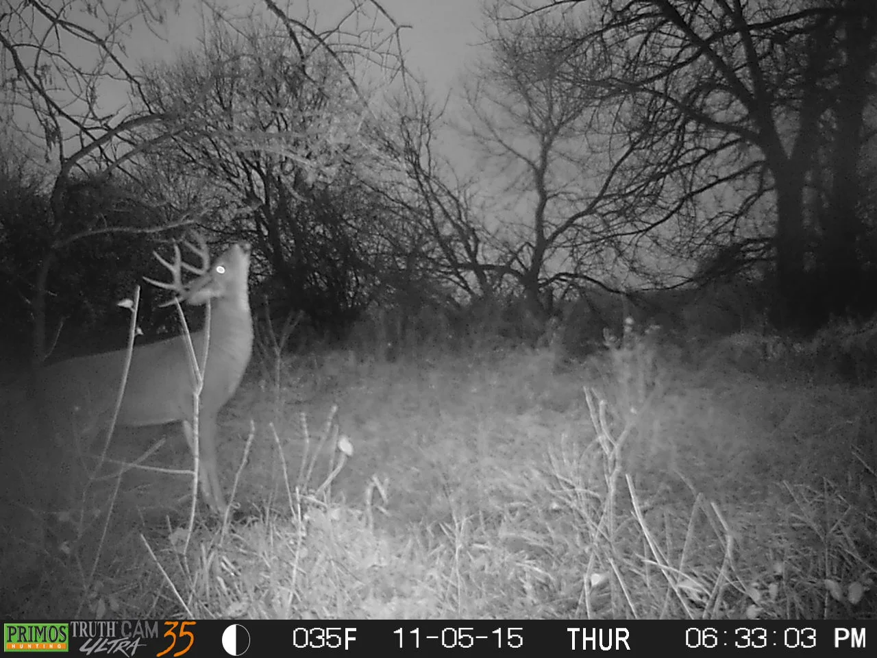 Maximizing High Value Sits for Mature Bucks 