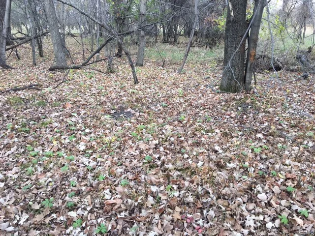 In-Season Scouting and Why You Should Be Doing It  