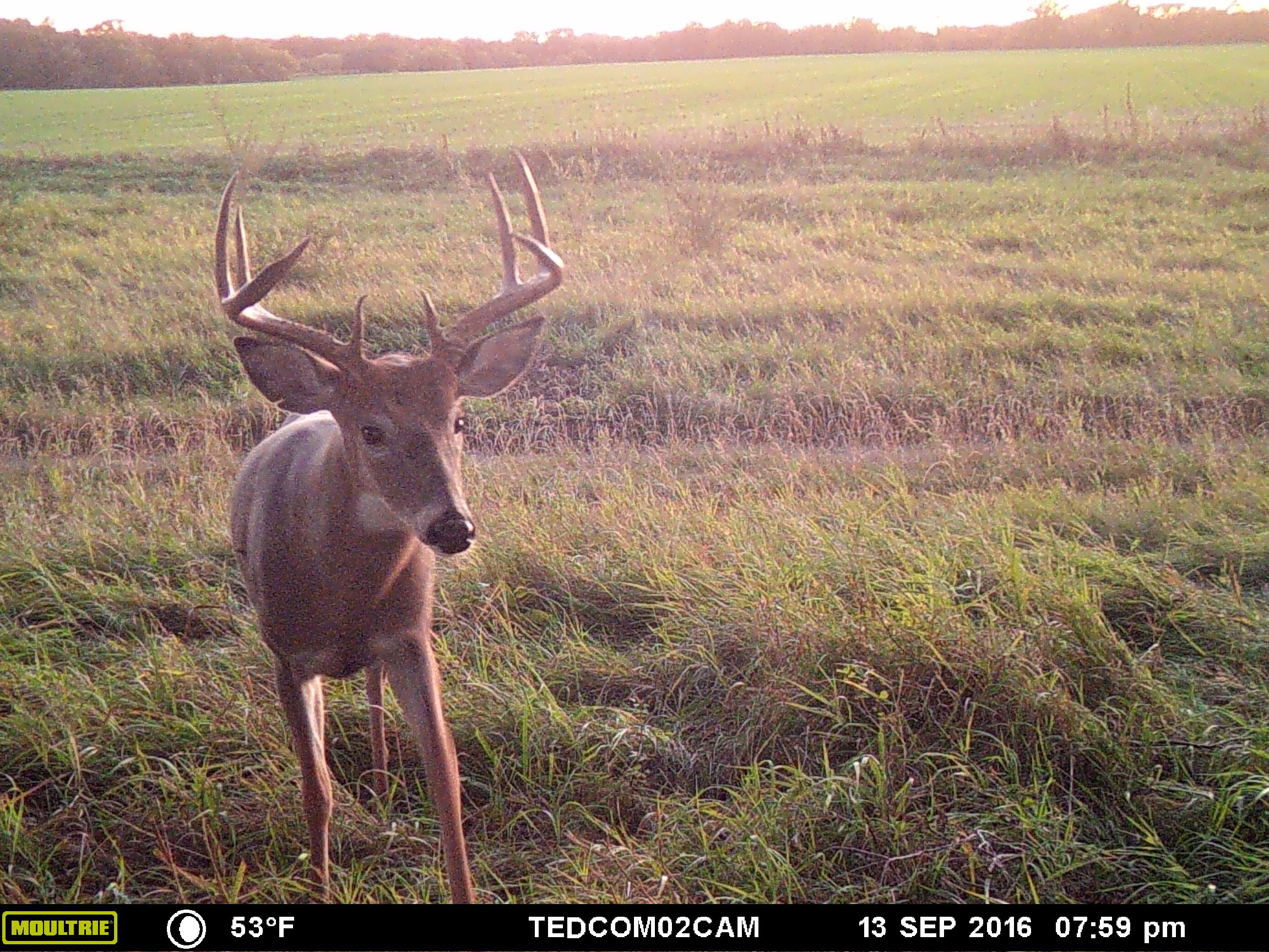Trail Cameras can help you identify new bucks showing up on a property after shedding velvet. 