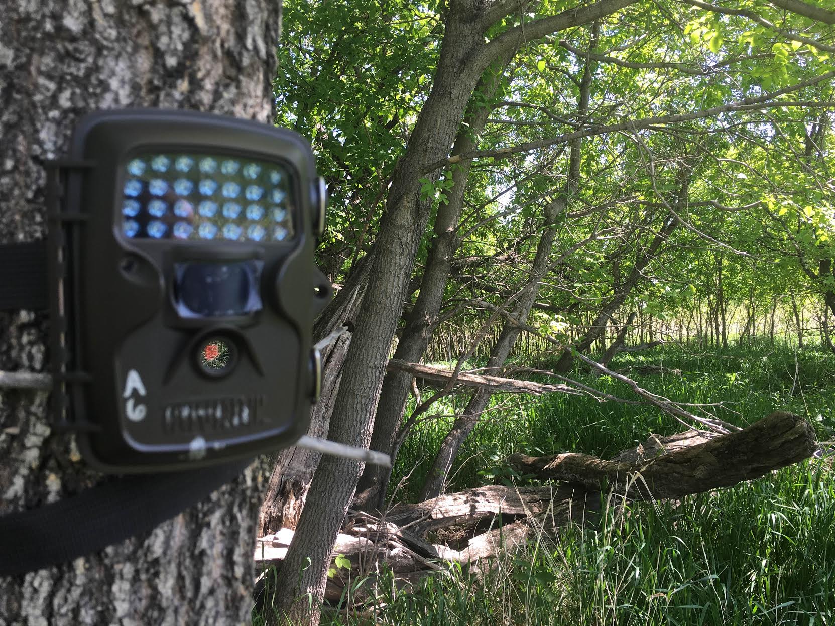 Want to learn more about how I use trail cameras? You can read more about my trail camera strategies in The Perfect Trail Cam Setup and Trail Cameras, Help or Hindrance?