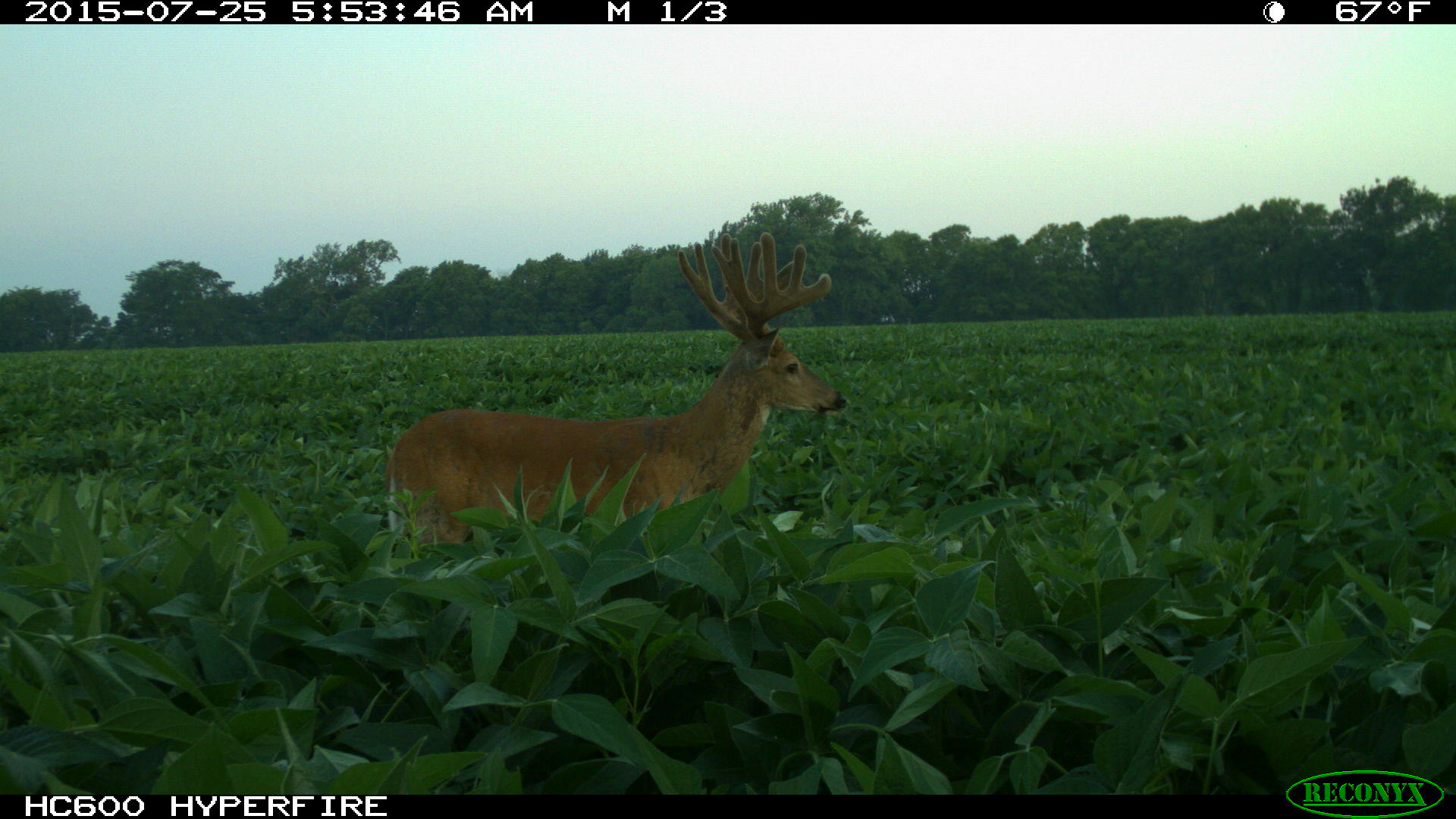 Don got trail cameras photos of this buck for 5 years before deciding to try to tag him. He then killed the buck on the very first morning he ever hunted for him. Don credits his trail cameras with telling him "where to be" and "when to be there".