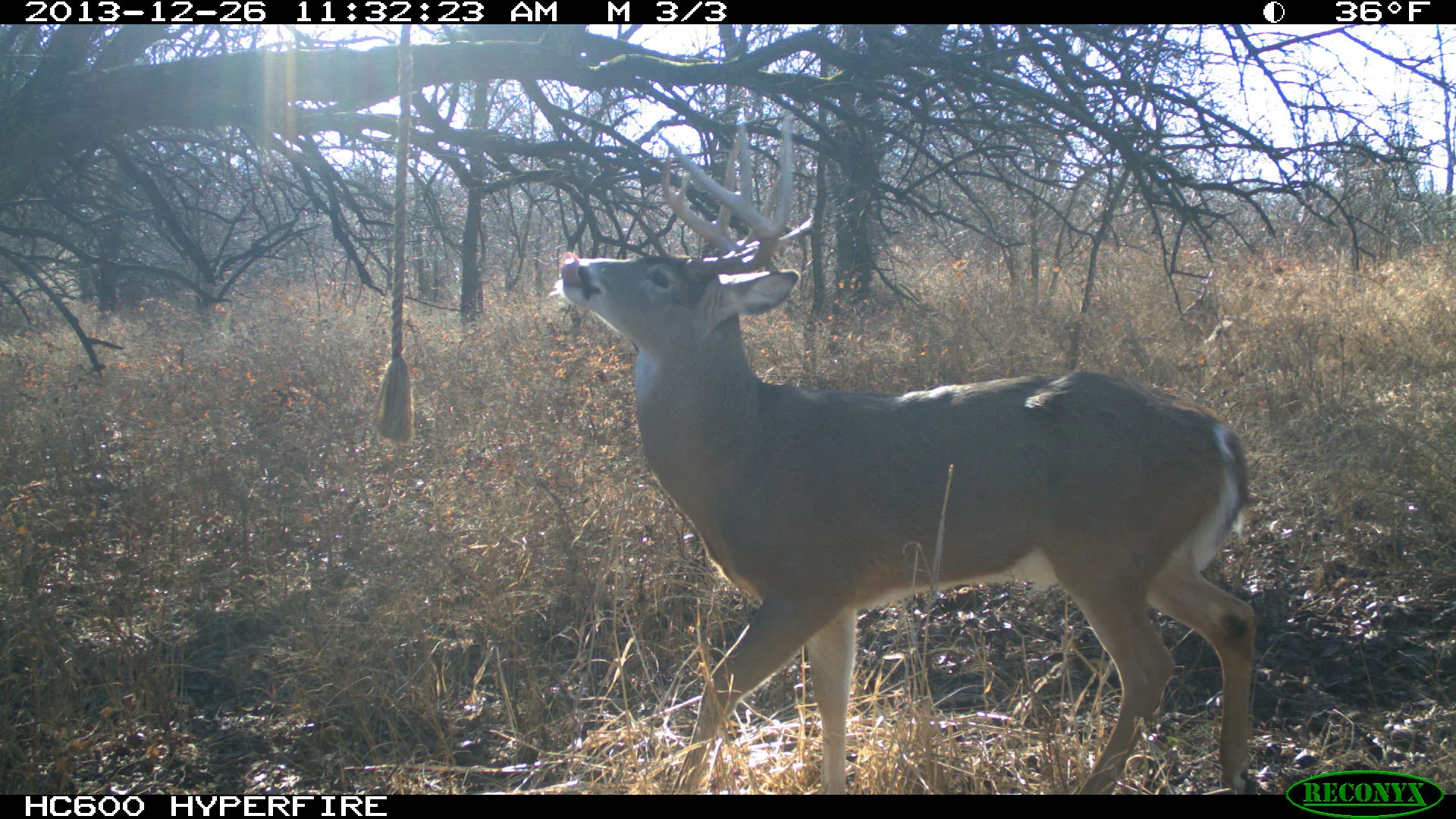 Don believes he can get a photo of every buck in an area by making a mock scrape under a rope he hangs from a tree. He puts Smokeys deer scent on the rope and the bucks tear it up. Don shot this 4 year old buck on the very first morning he ever hunted for him. 
