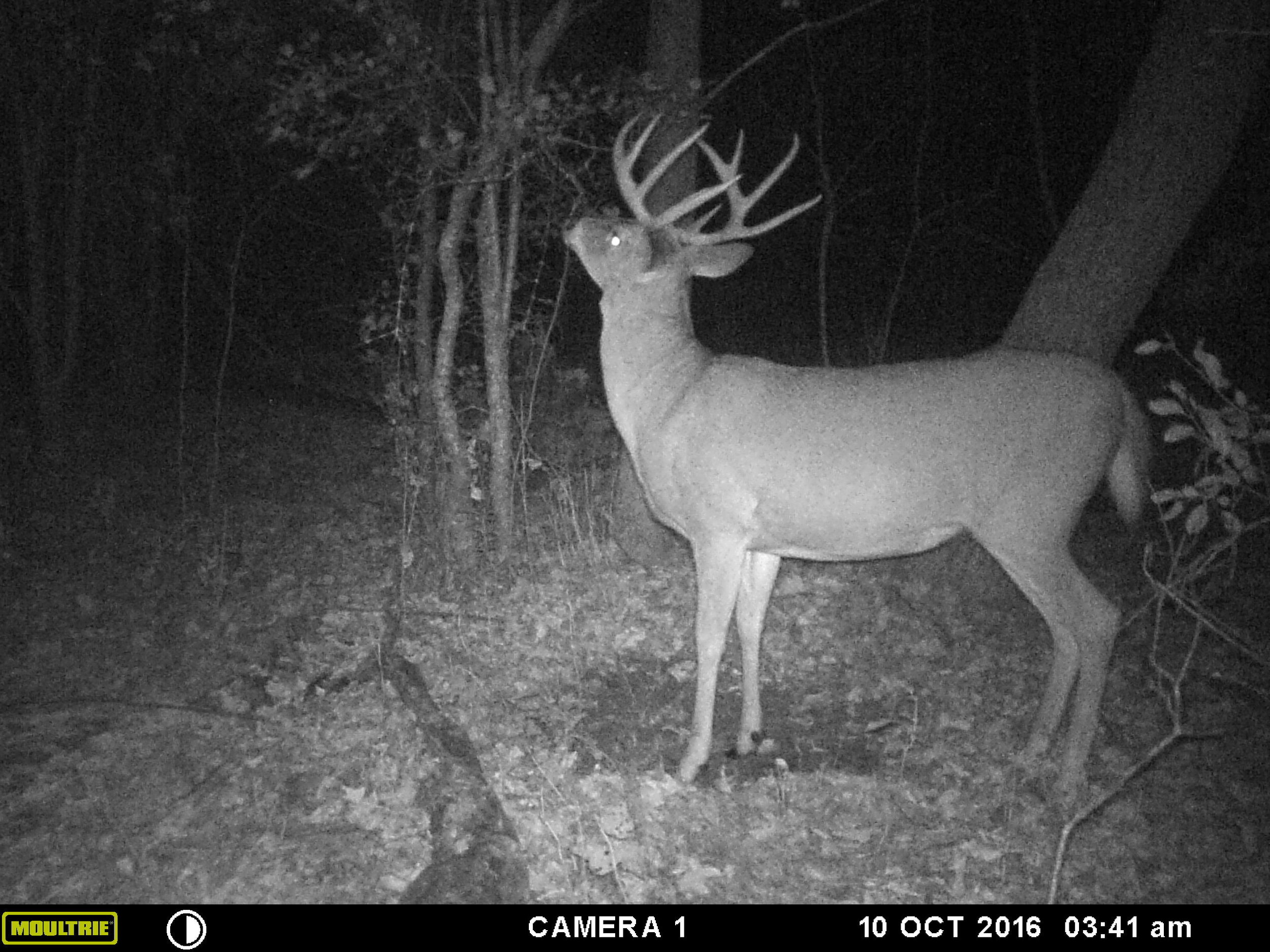 I'm about 90% sure this was the first buck I saw that morning. 