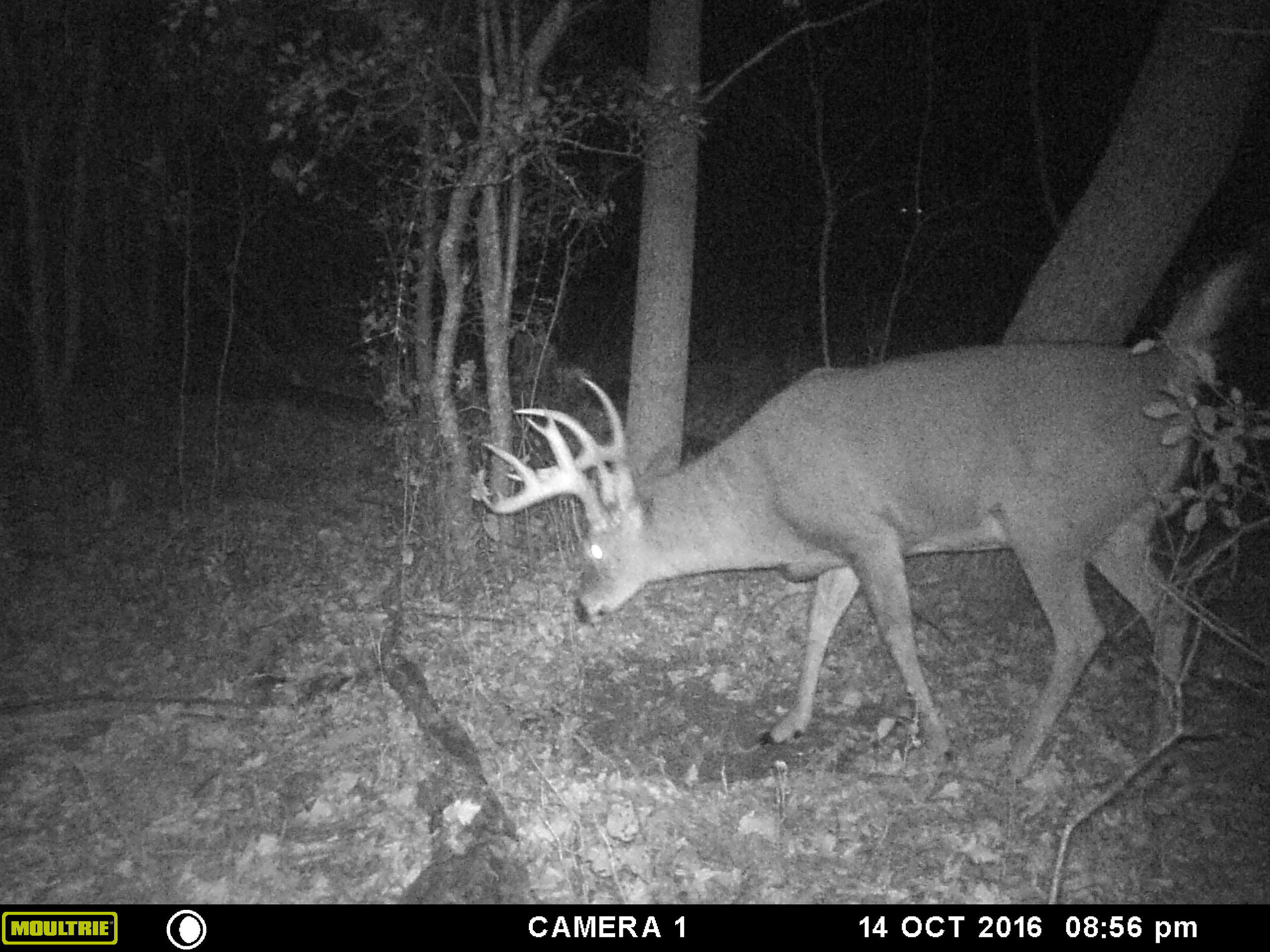 The split G2 gave this buck's identity away. He was about 60 seconds from getting an arrow sent at him. 