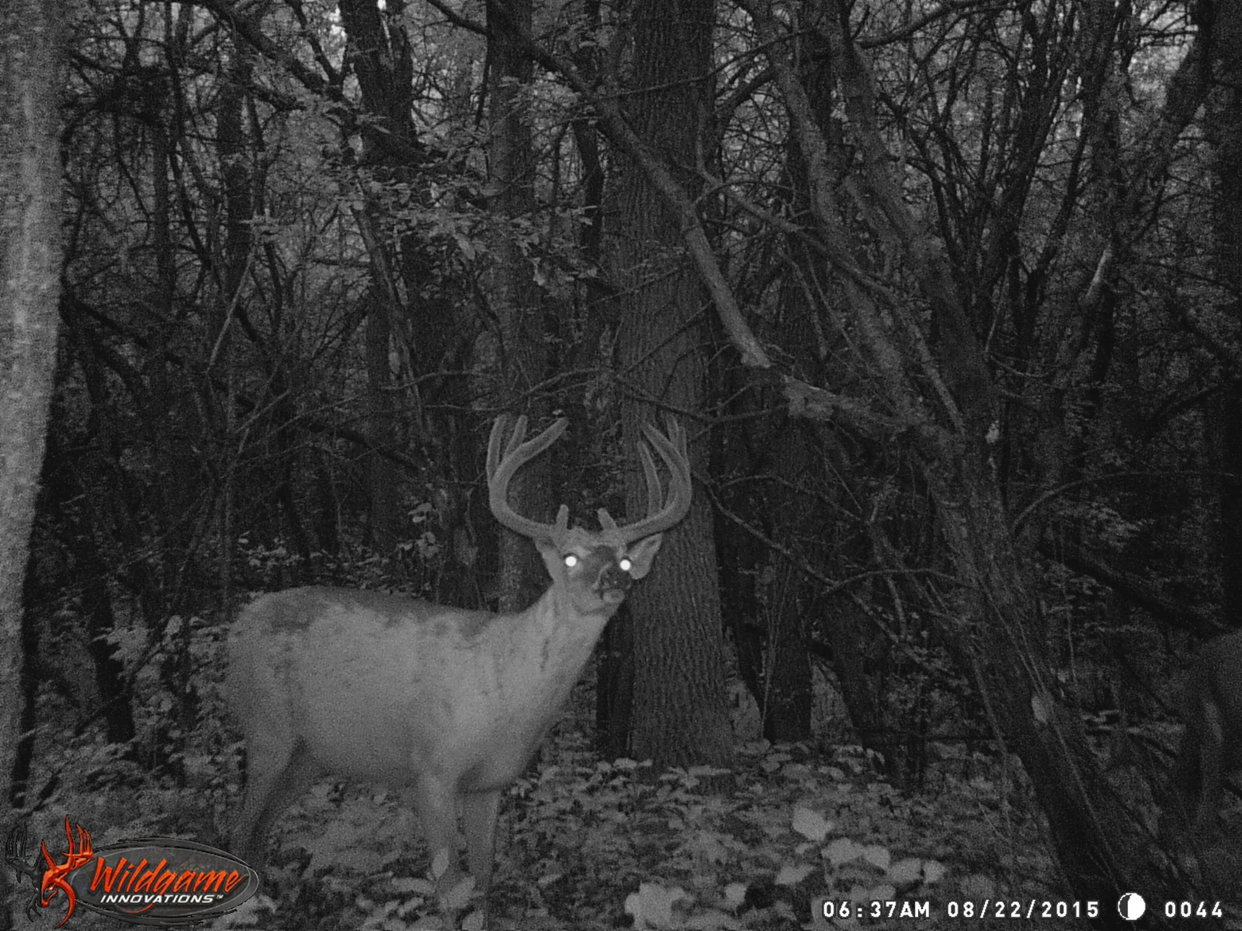 5 Reasons We Obsess Over Trail Cameras